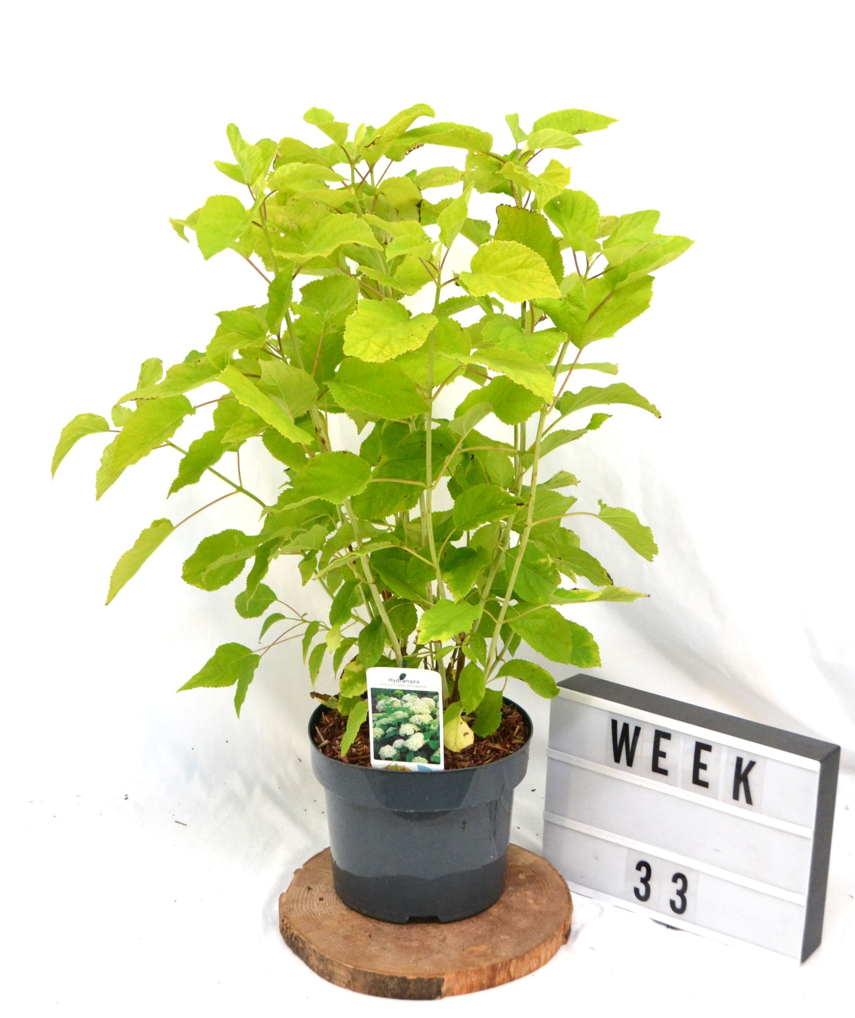 Hydrangea arborescens 'Annabelle' C5 40-60, D 23 cm