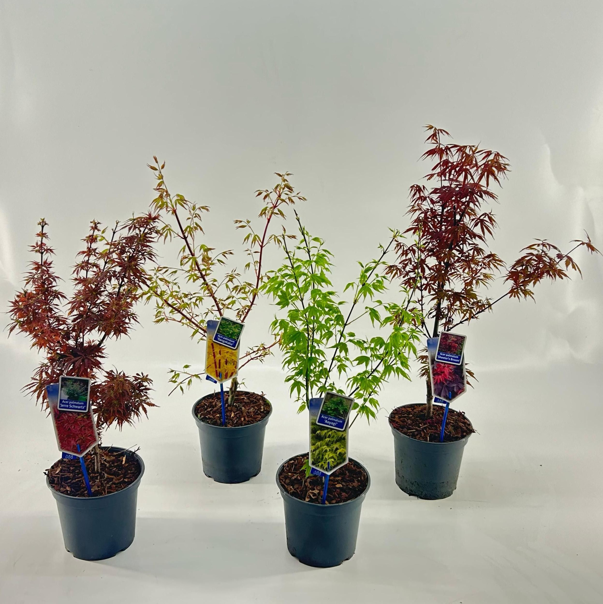 Acer palmatum mix P19 (minimum order one layer), D 19 cm