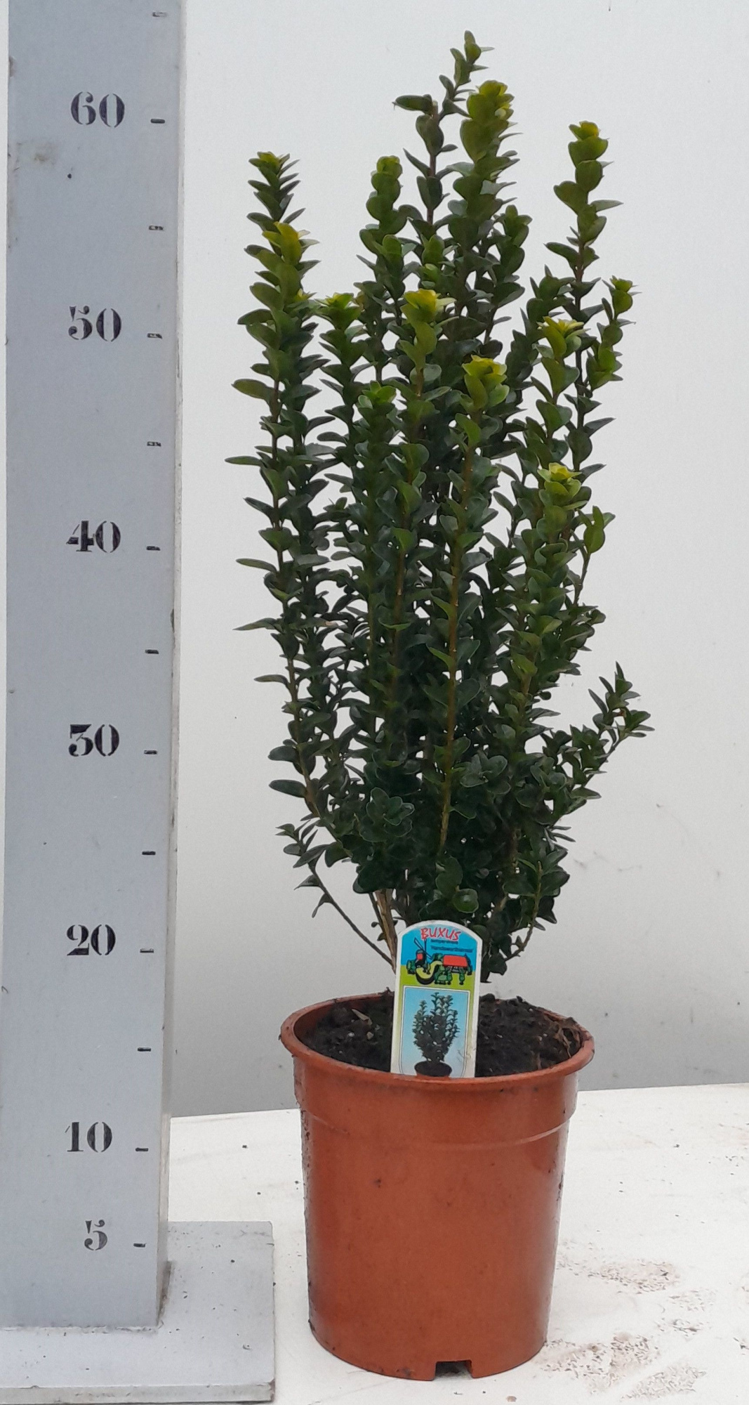 Buxus sempervirens 'Handsworthiensis' 40-50 struik, D 17 cm