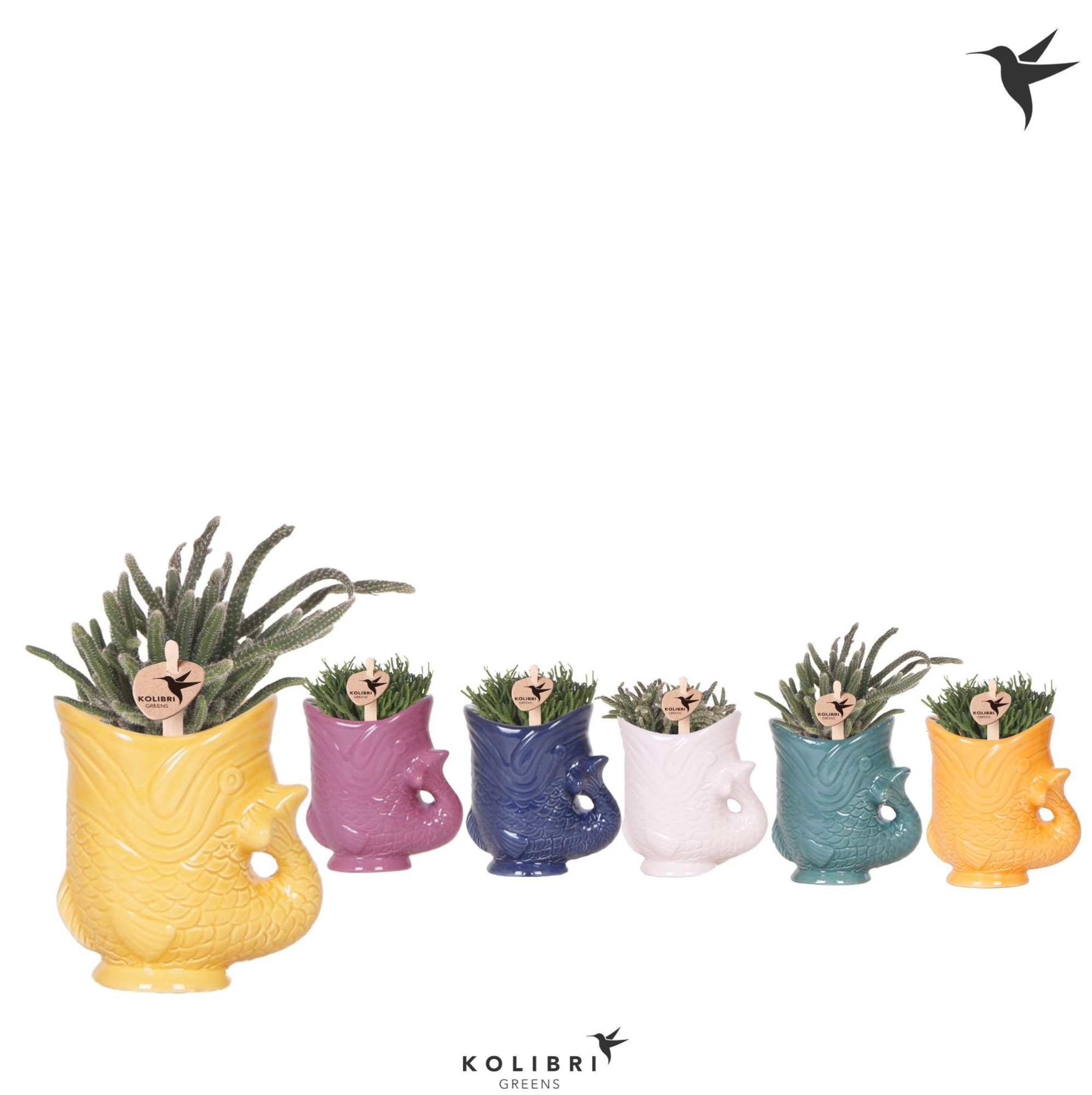 Kolibri Greens Rhipsalis mix in Fish pot mix, D 6 cm