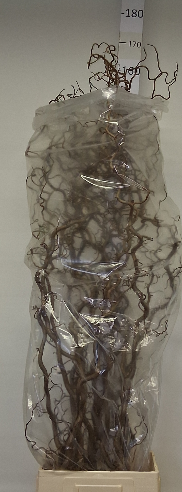 Корилус Конторта 150, шт.