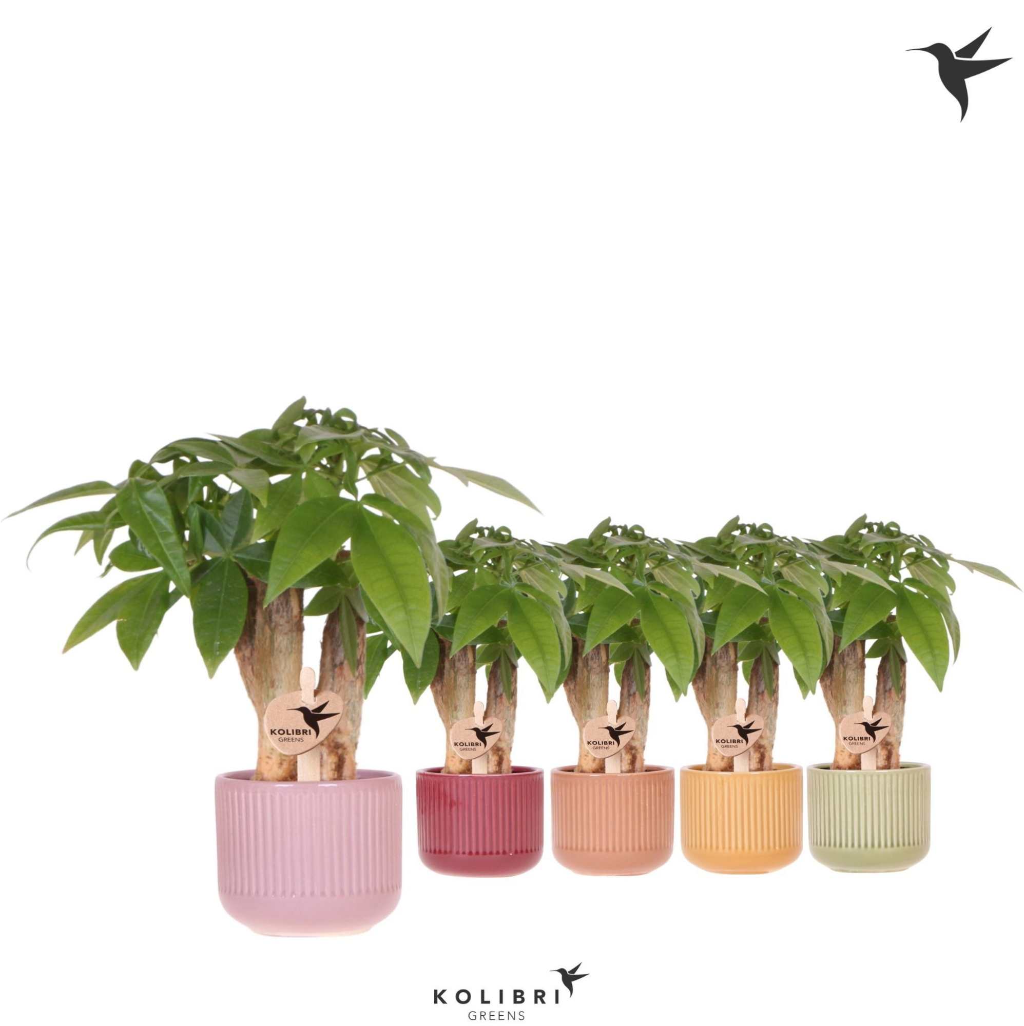Kolibri Greens Pachira in Flare pot mix, D 6