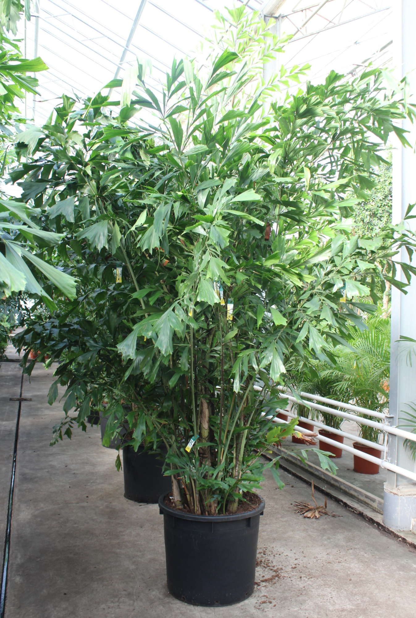 Caryota mitis, D 70 cm