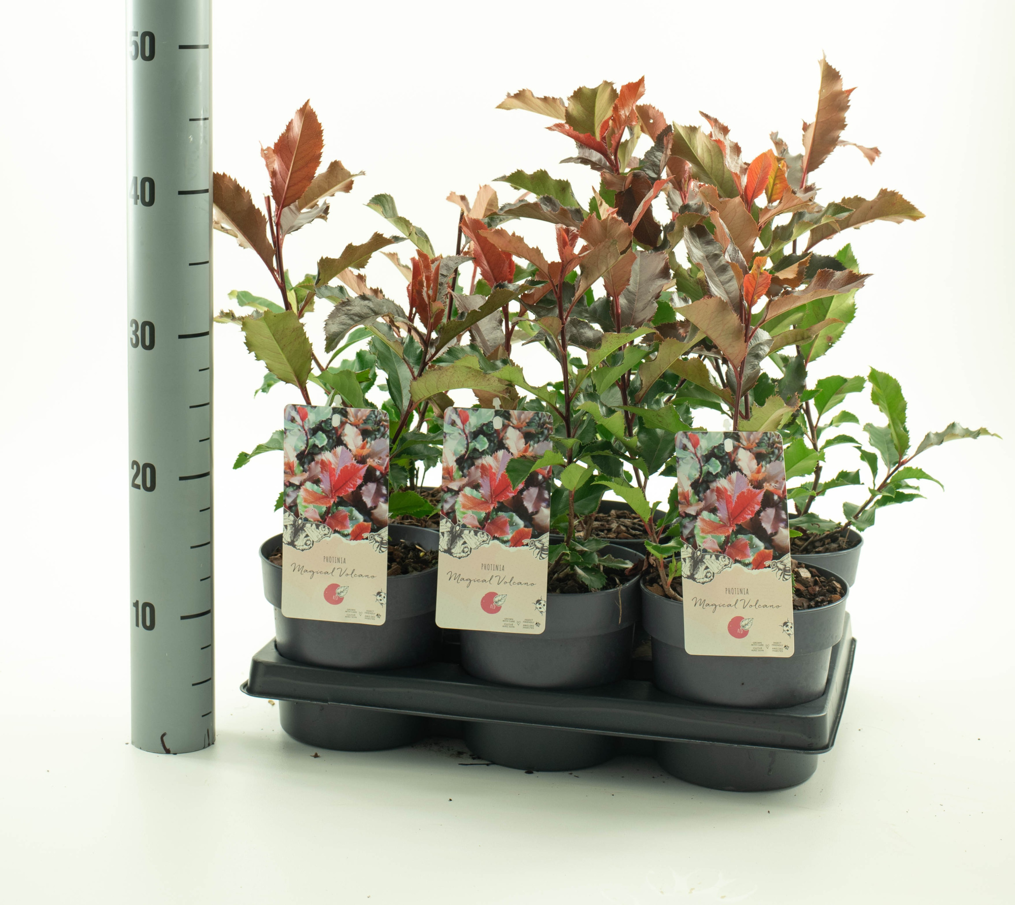 Photinia 'Magical Volcano', D 15