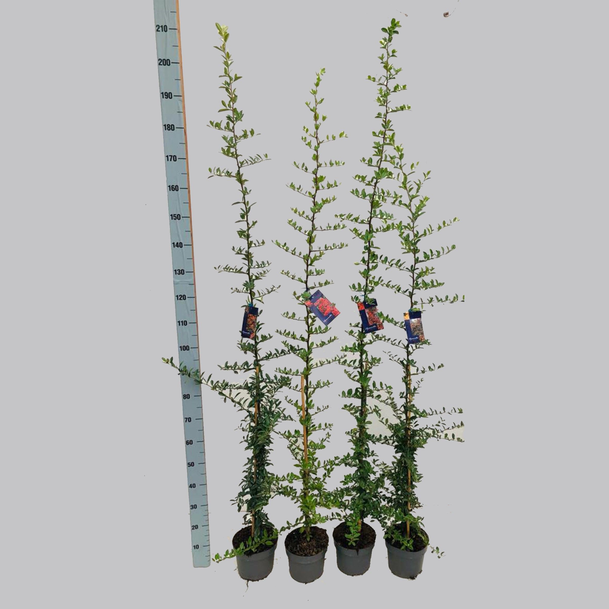 Pyracantha soorten 19/C3, D 19