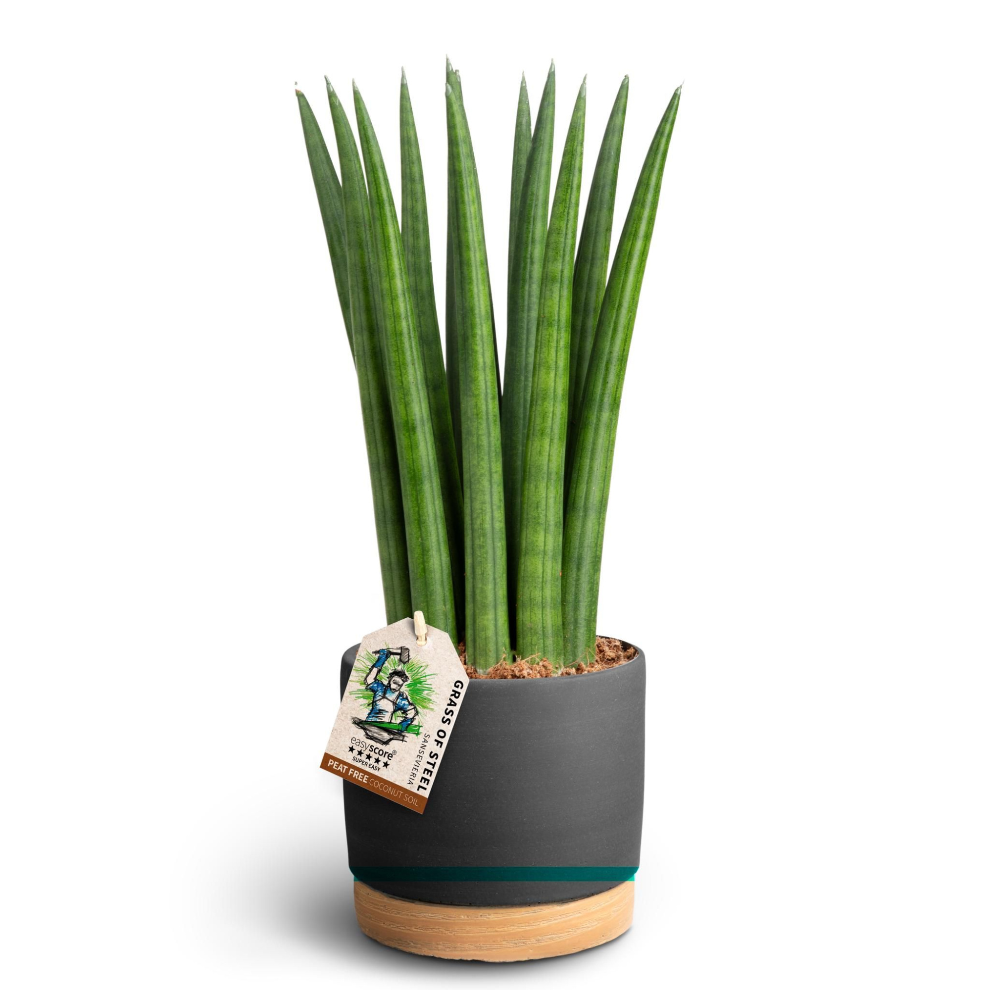 Woodbase Liquorice, Sansevieria ´Straight´, D 12