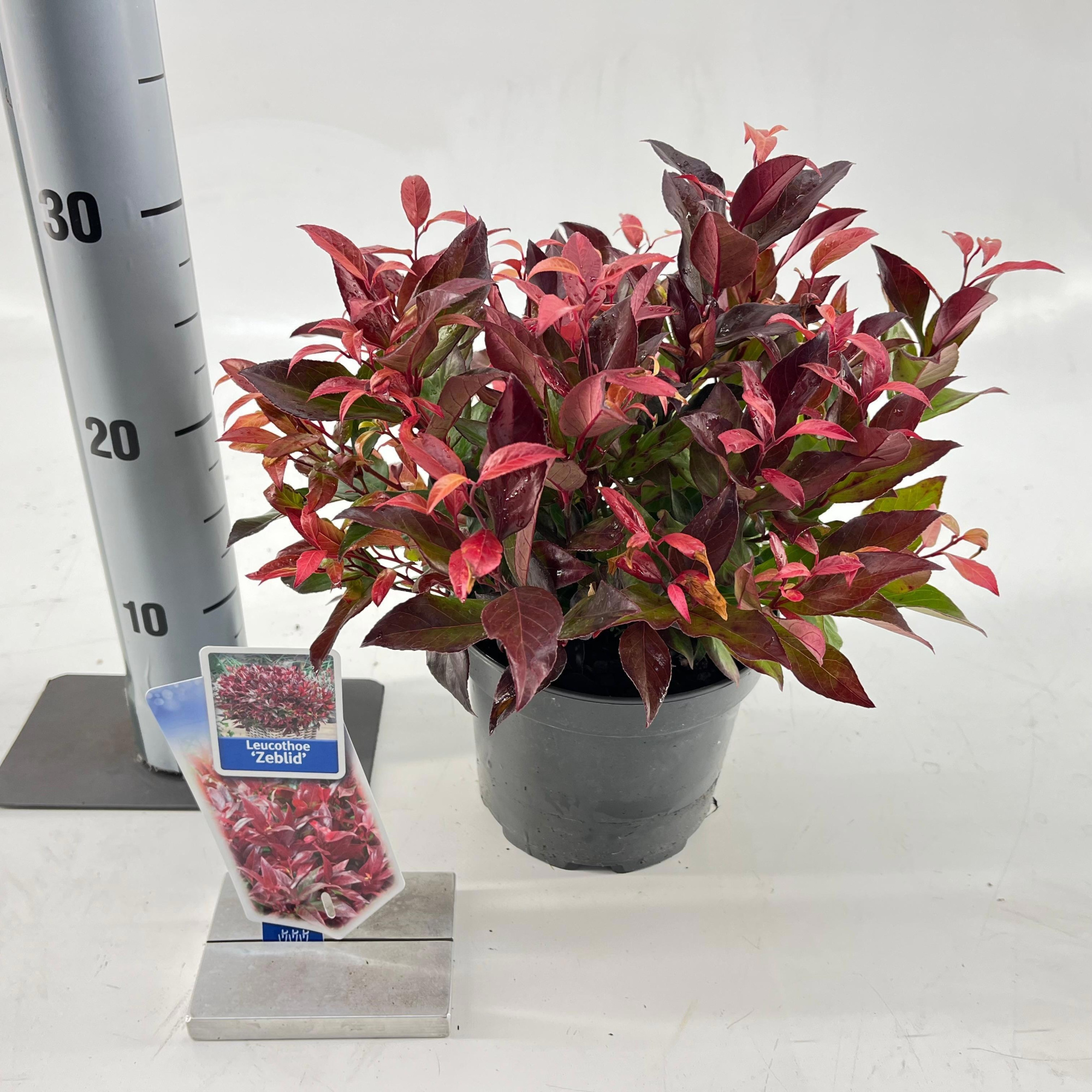 Leucothoe 'Zeblid', D 17 cm