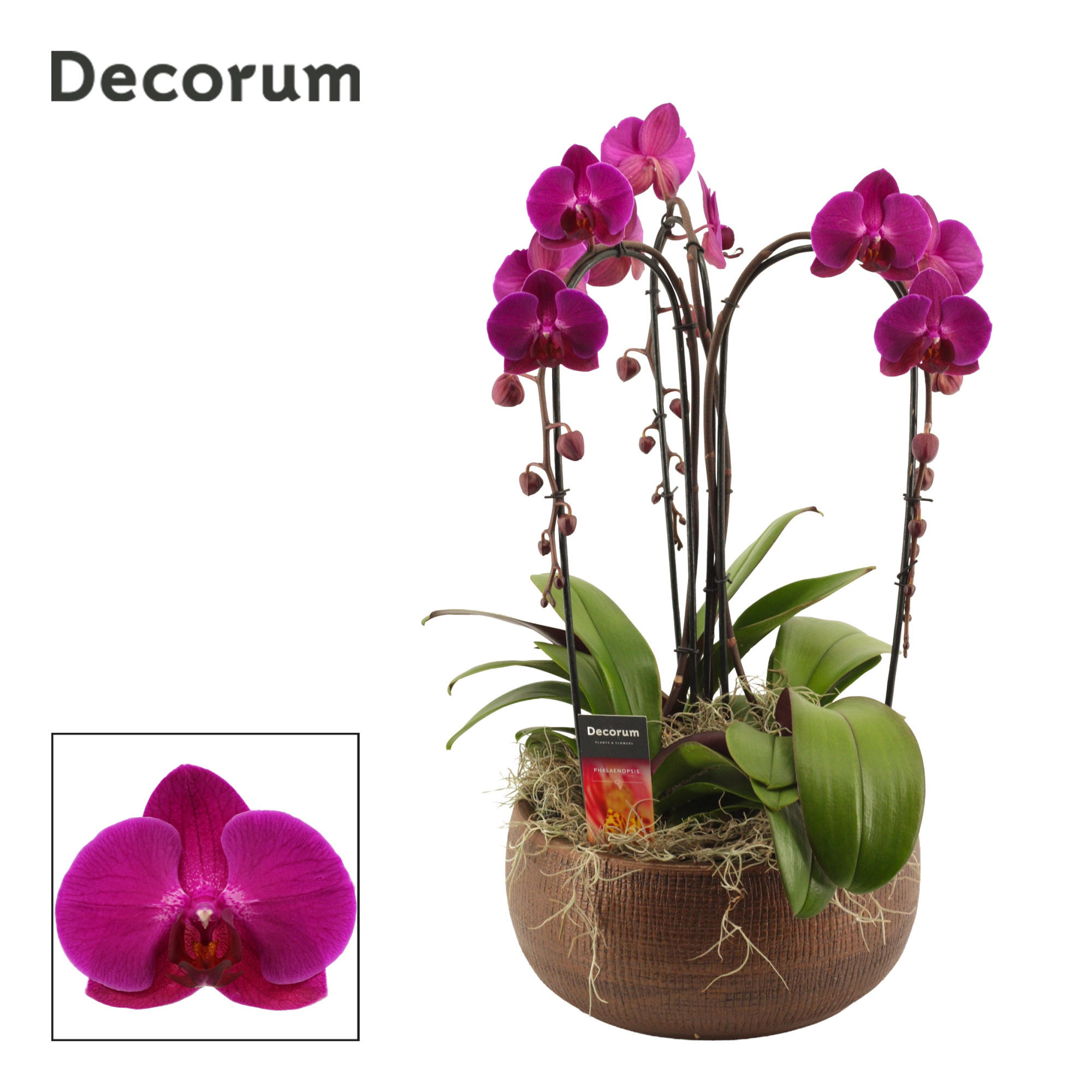 Terra cascade 3 tak symphony purple (Deco-collection), D 27