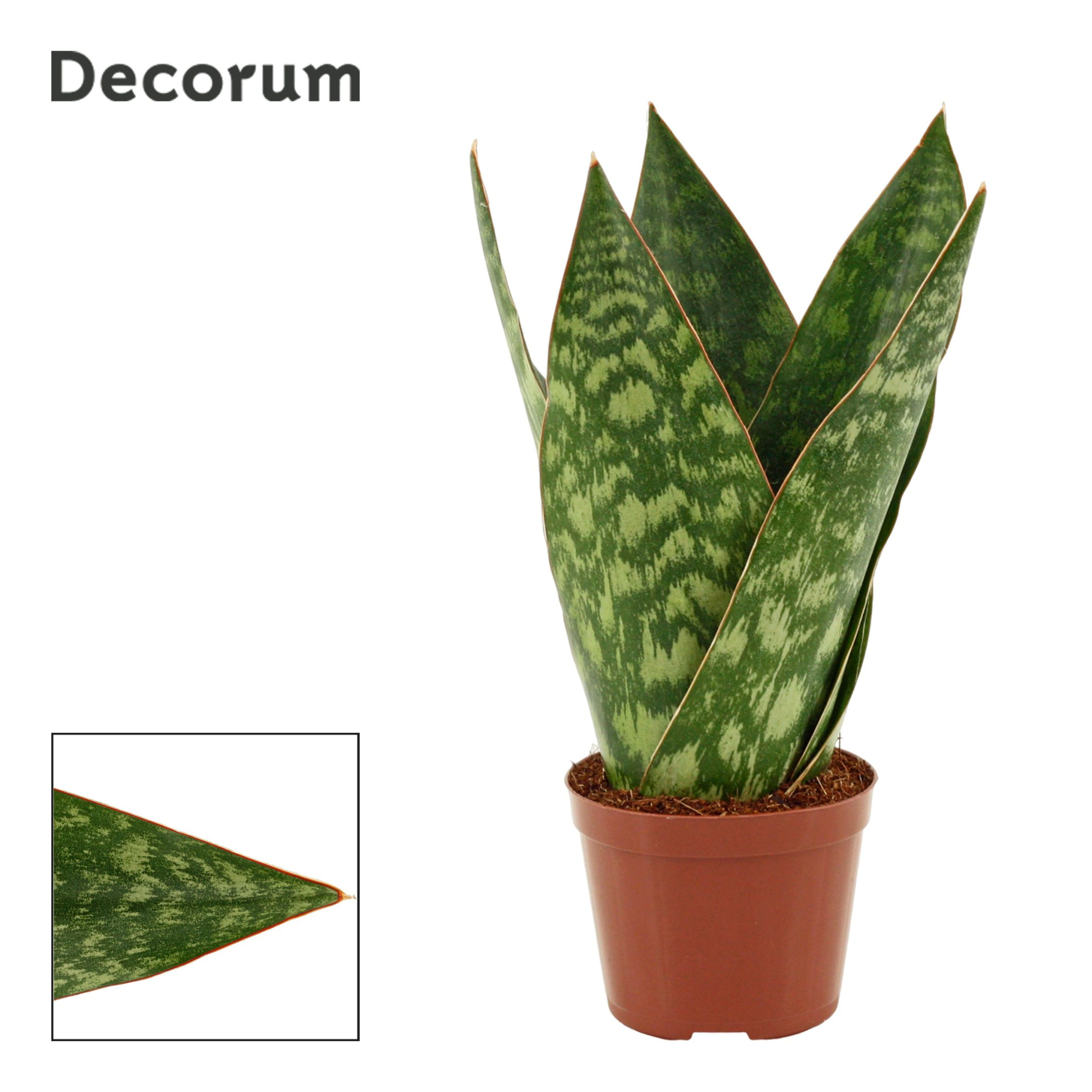 Sansevieria Jamaiquina Queen 9 cm (Decorum), D 9 cm