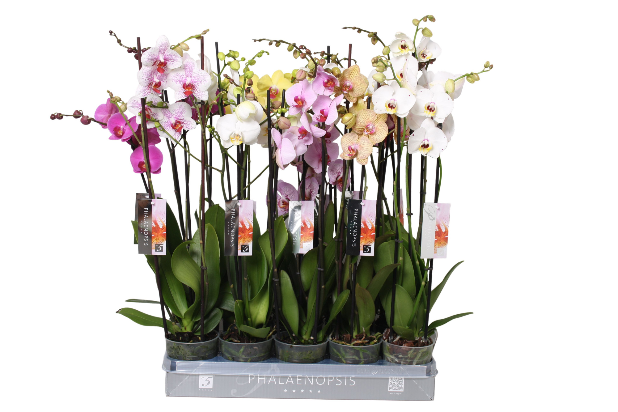 Phalaenopsis Italian mix, 3-spike 22+, D 12 cm