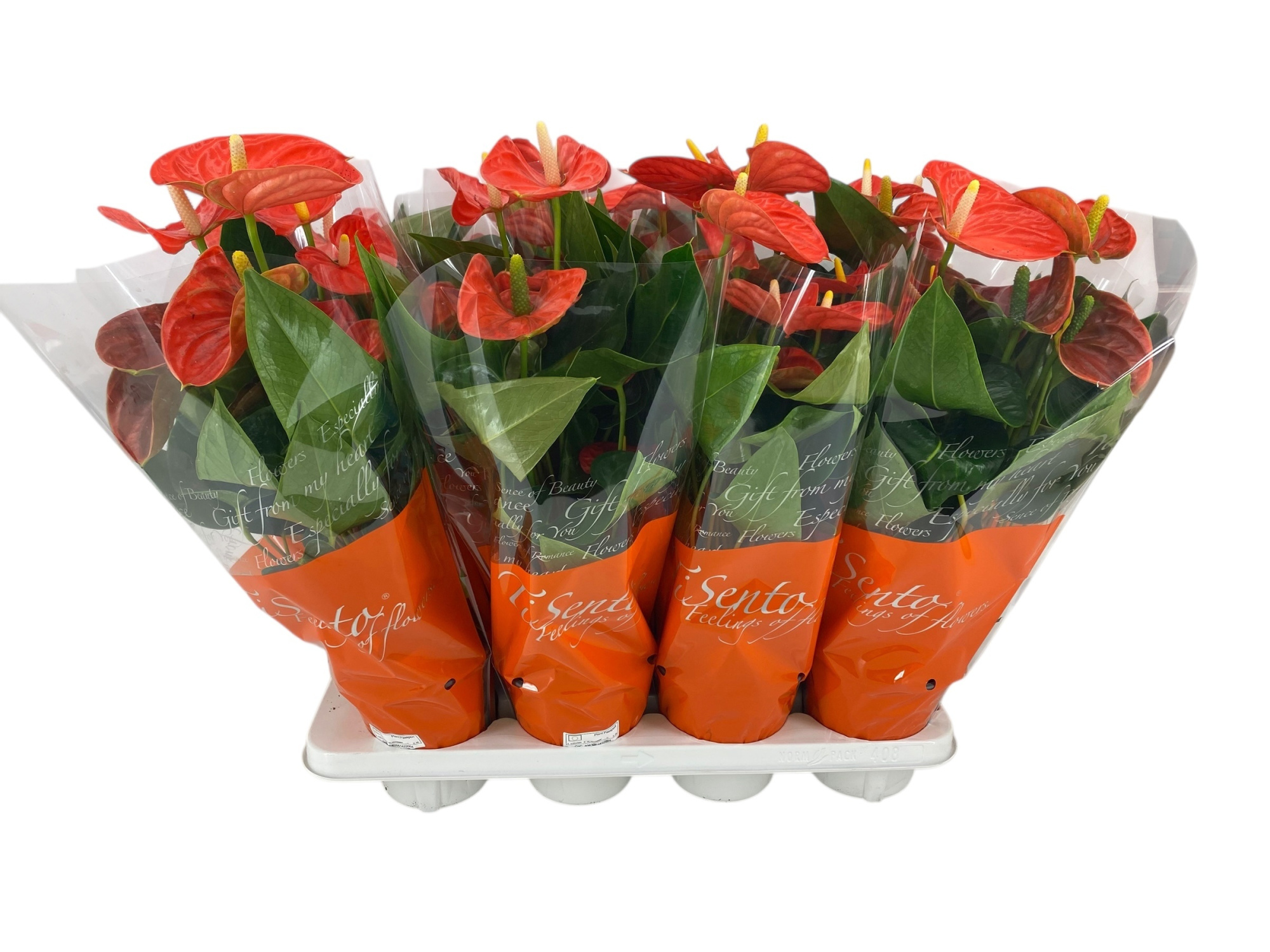 Anthurium 14 cm oranje, D 14 cm