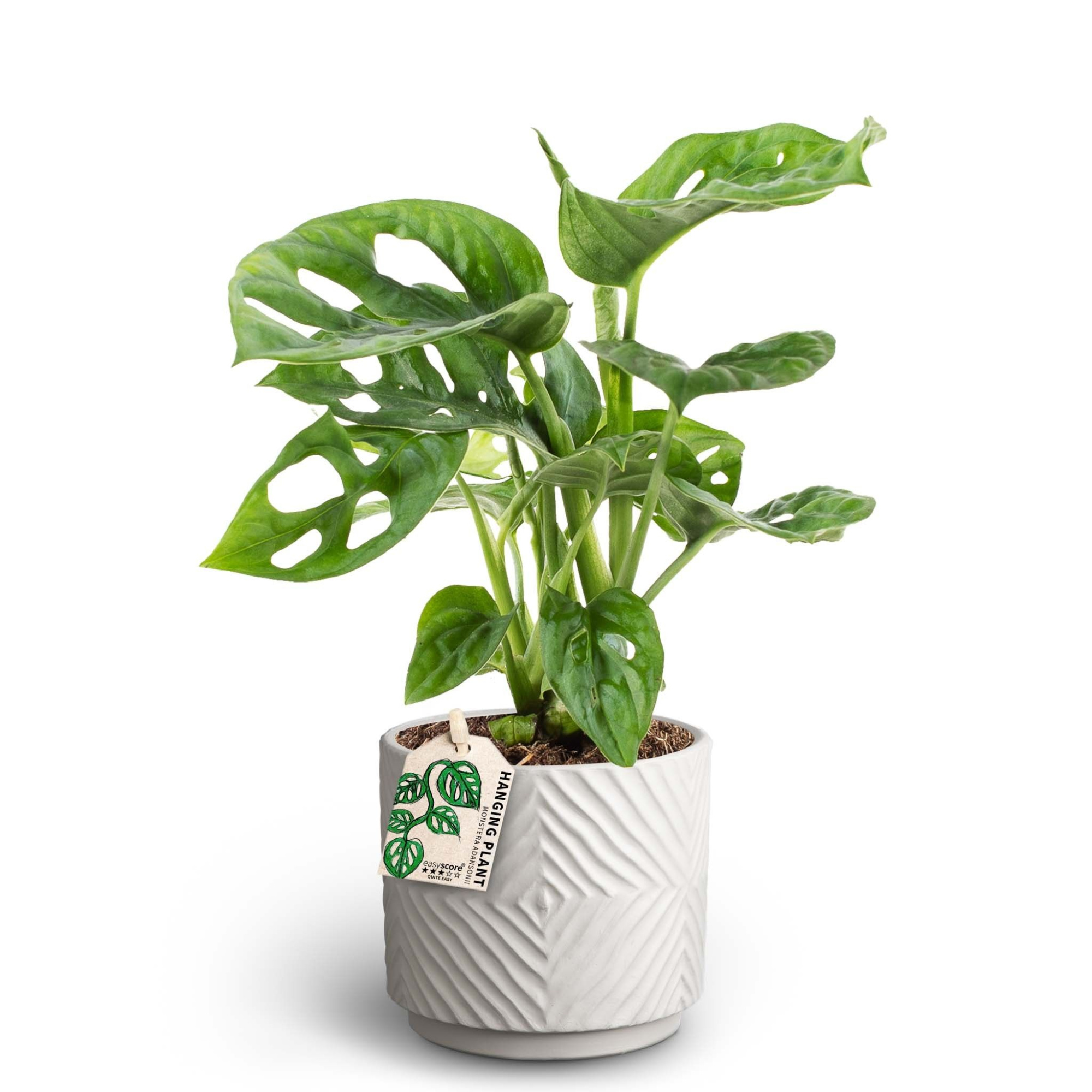 Dune Sand, Monstera adansonii, D 10 cm