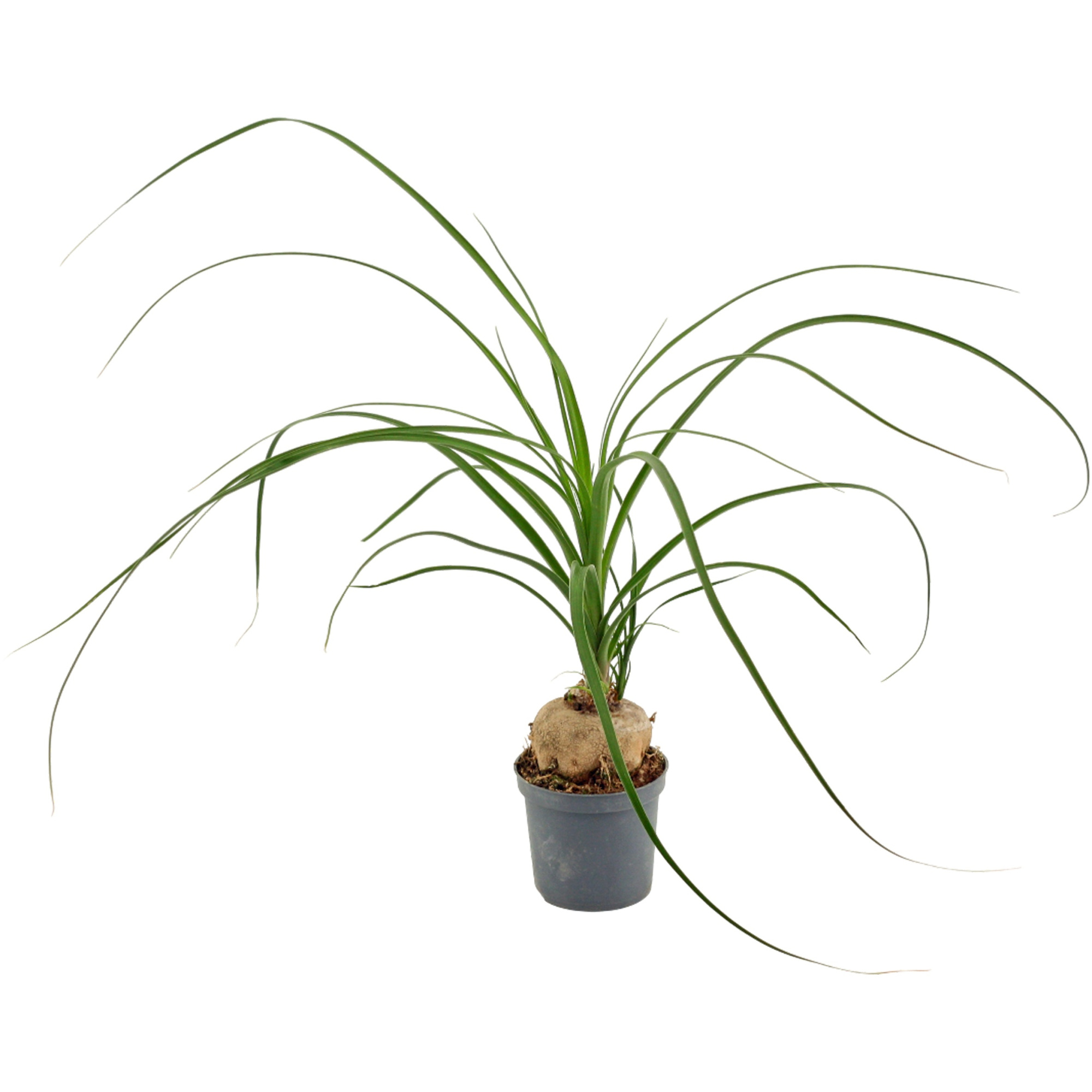 Beaucarnea Bol 7 cm (1 kop), D 7