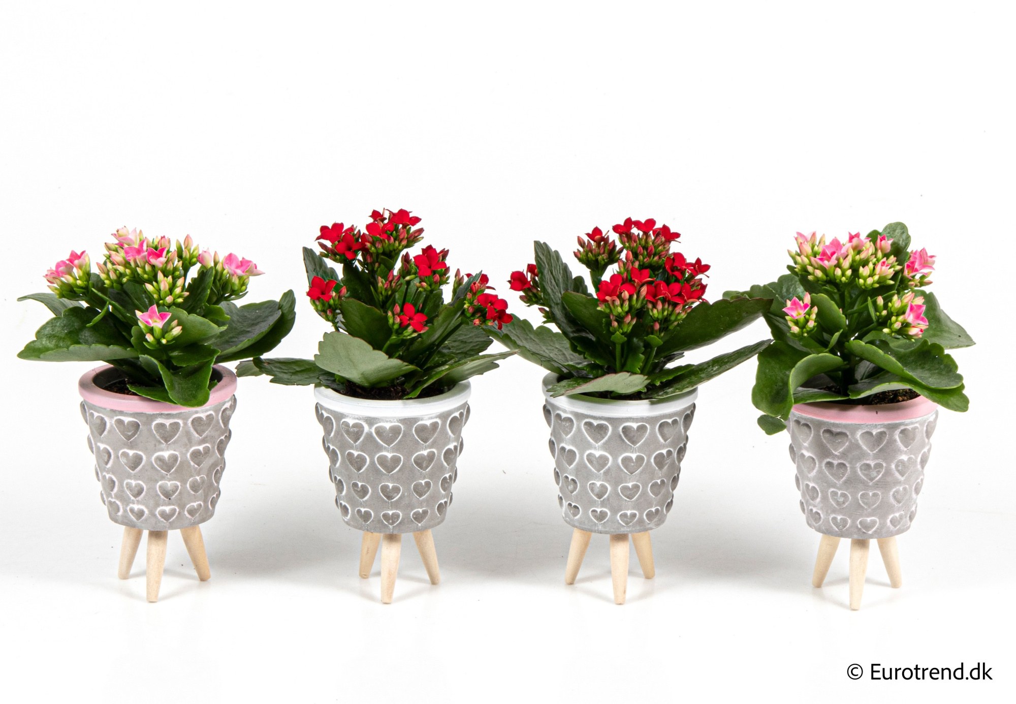 Kalanchoe in Valentine ceramic 2026, D 6