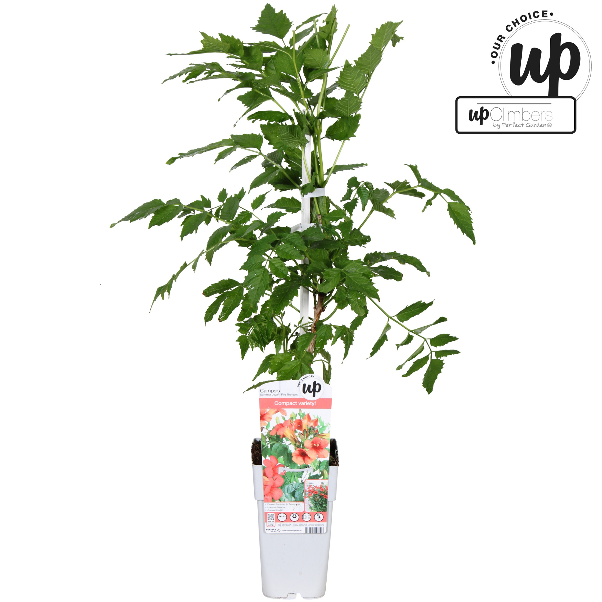 Campsis Summer Jazz Fire Trumpet P15, D 15 cm