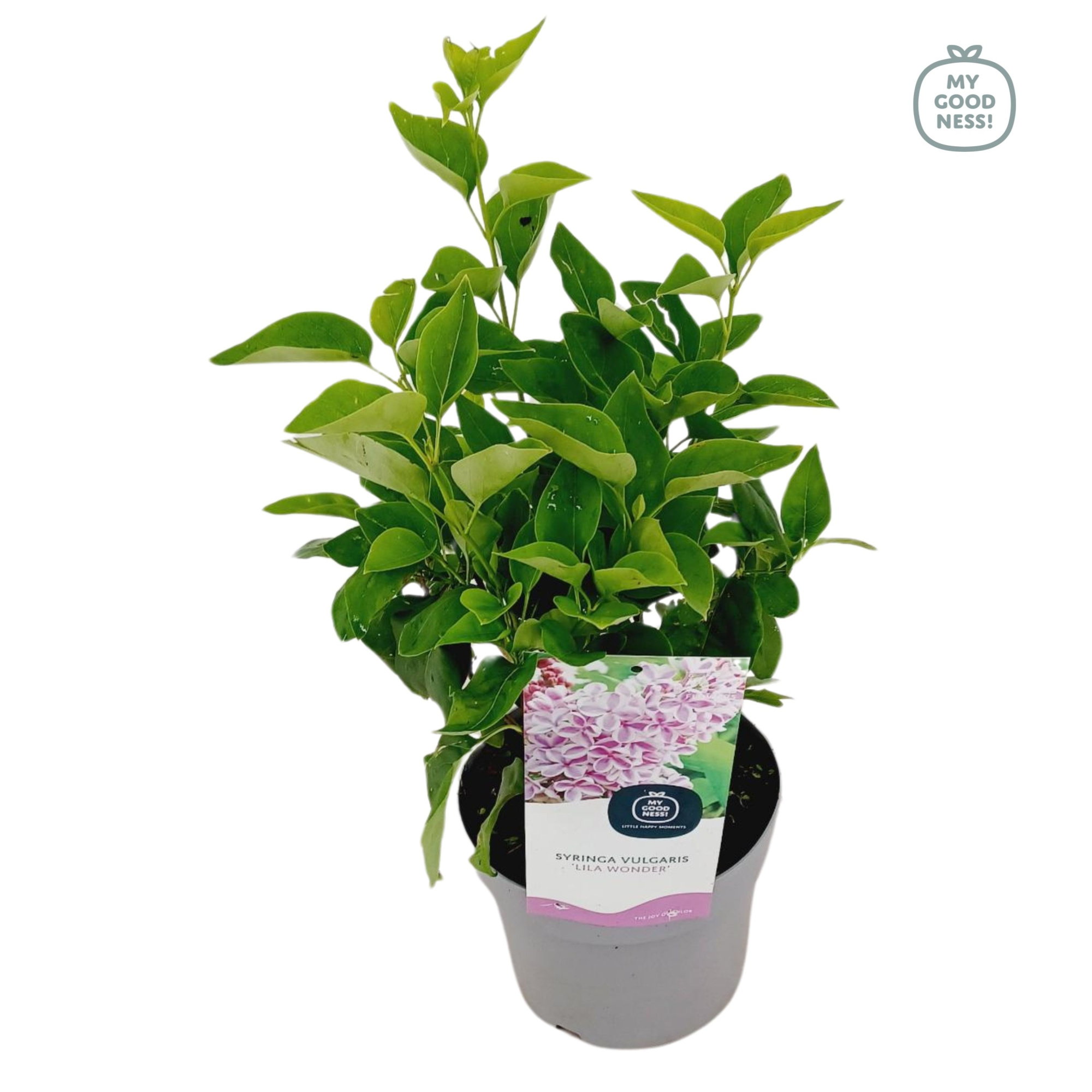 Syringa Vulgaris c2 ' Florent Stepman', D 17 cm