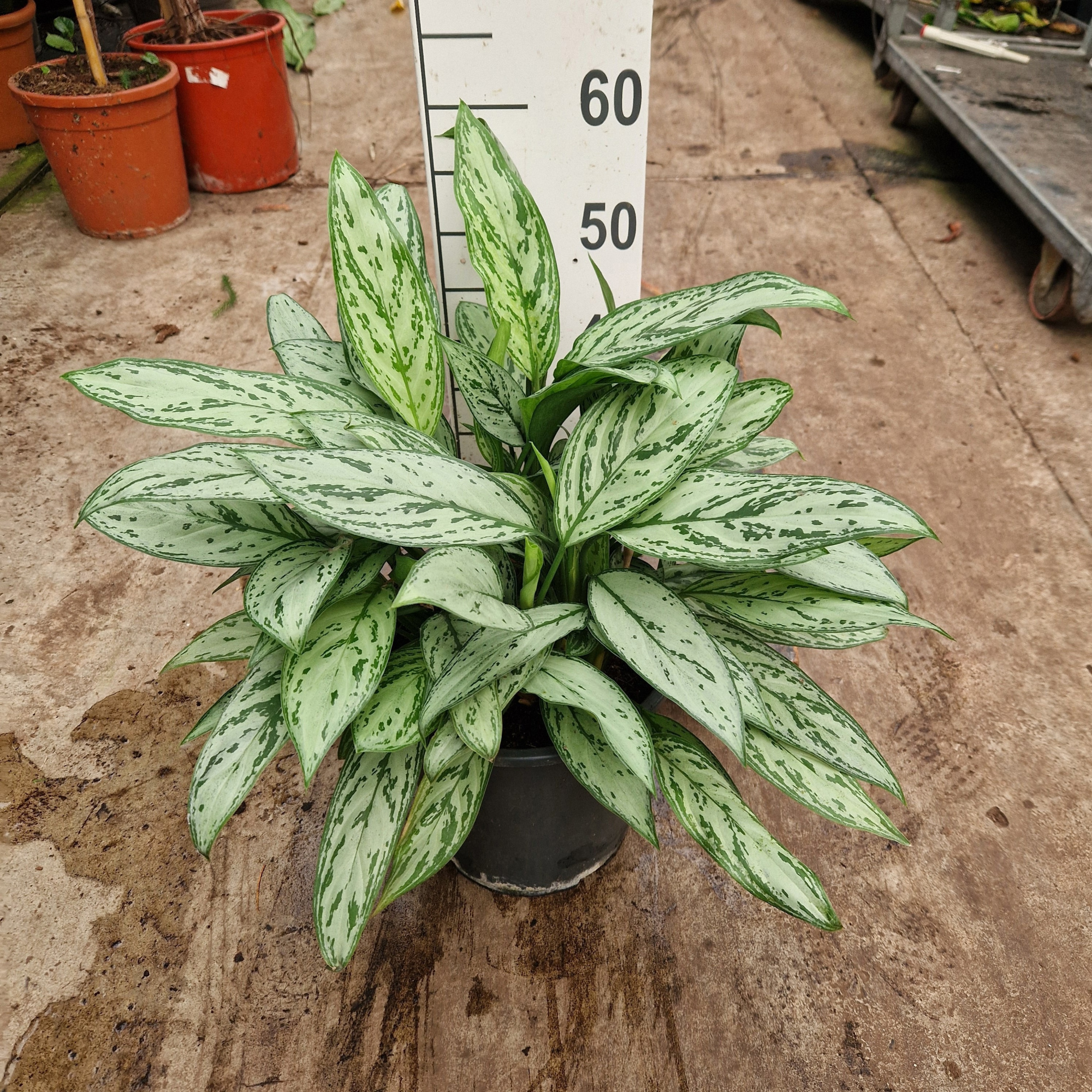 Aglaonema Silver Queen, D 27