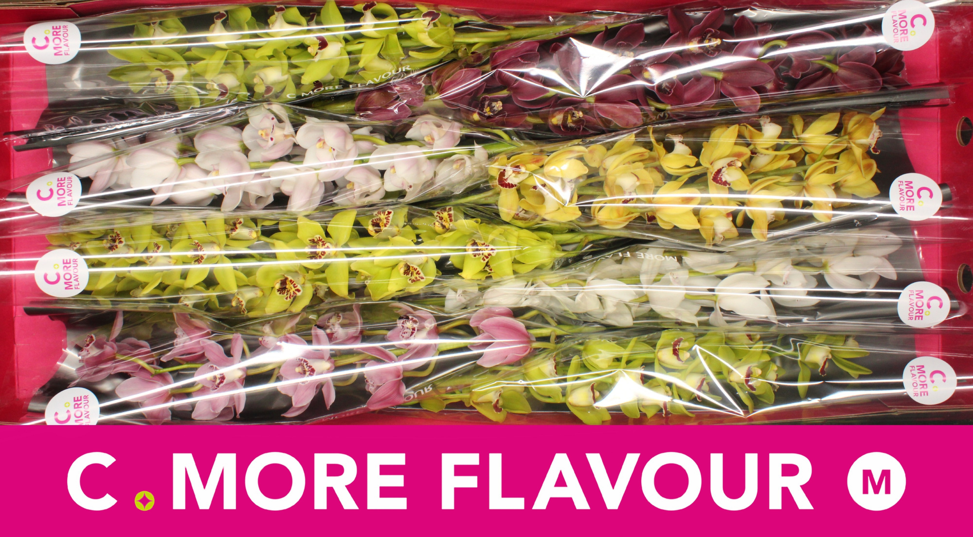 Цимбидиум мини Микс x8 70, шт.