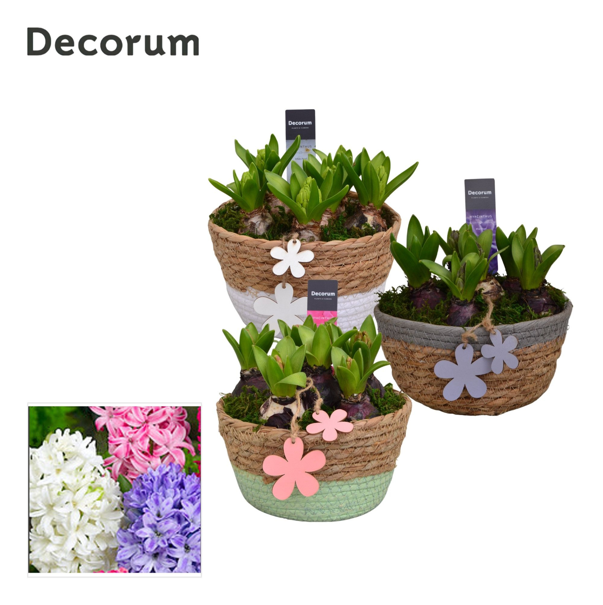 Hyacint Urban schaal HL10913 [PURE], D 17