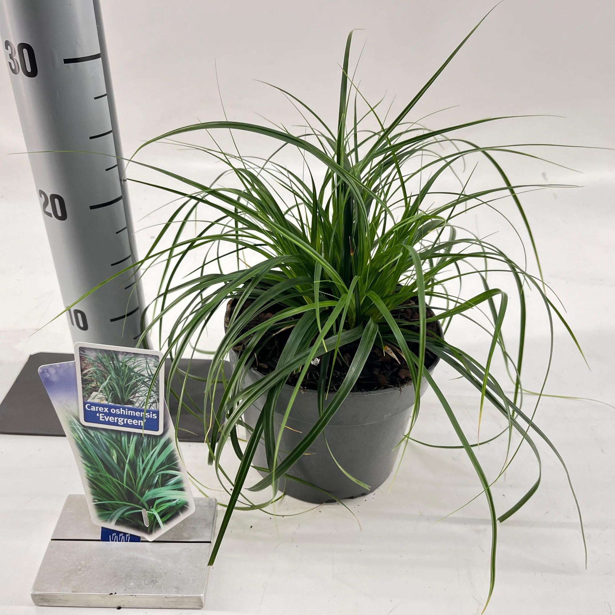 Carex oshimensis EverColor® 'Evergreen’, D 17