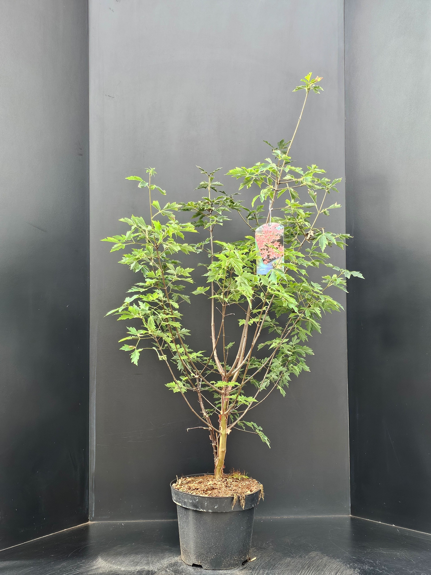 Acer griseum, D 29 cm