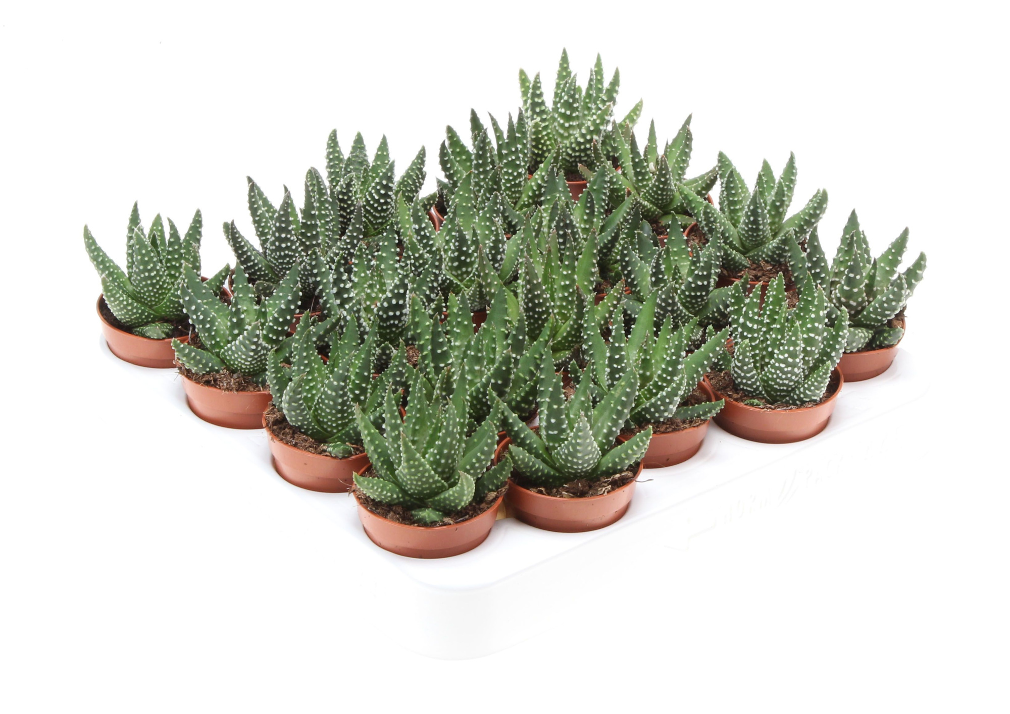 Haworthia royal albert, D 5,5