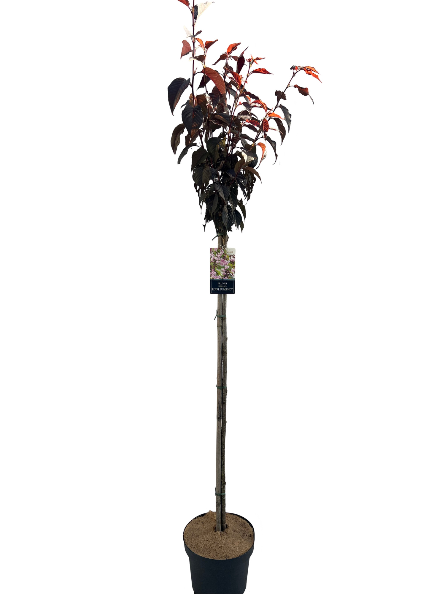 Prunus Royal Burgundy Stam 120cm, D 28 cm