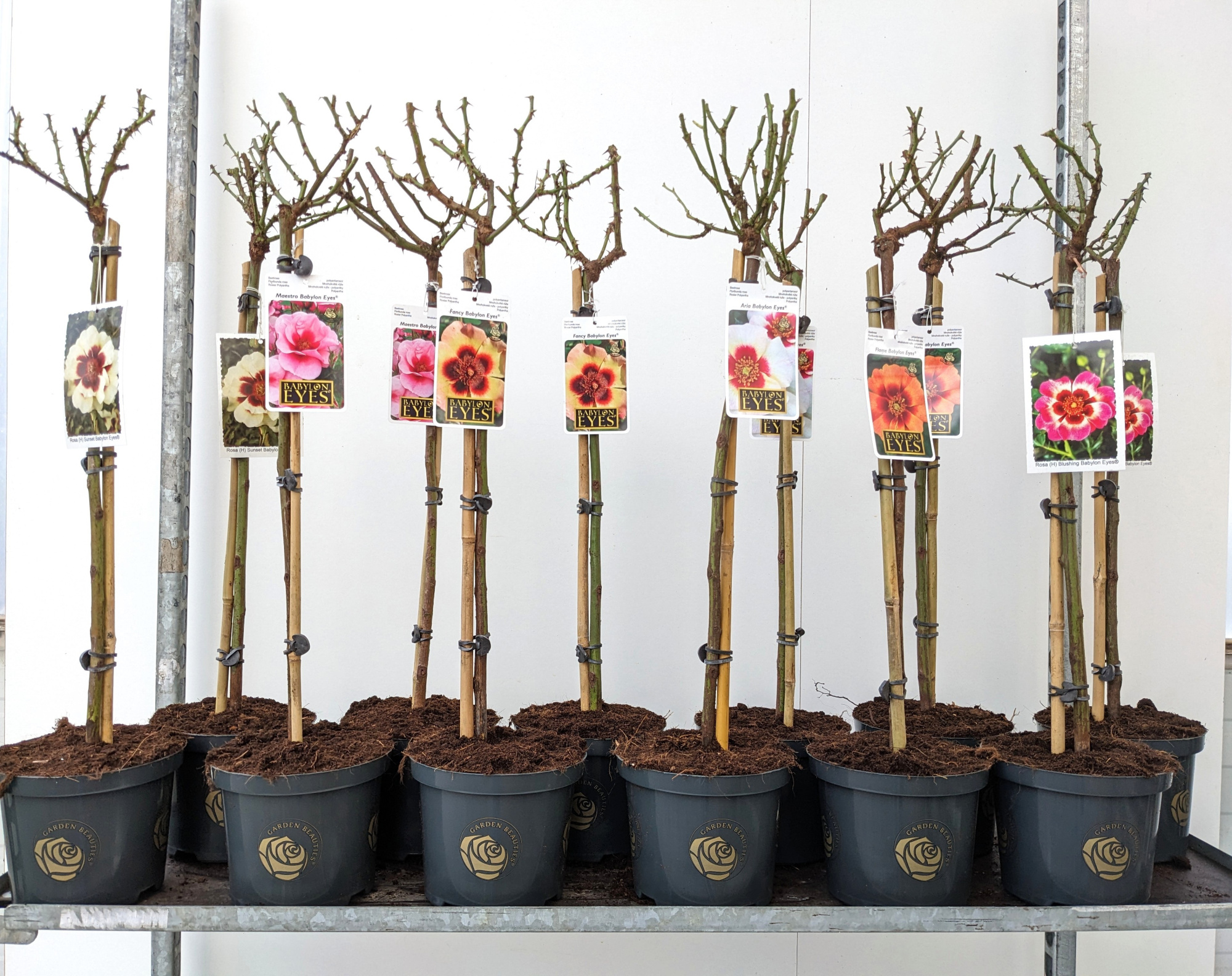 Stamrozen Babylon Eyes® (multiflora), D 13