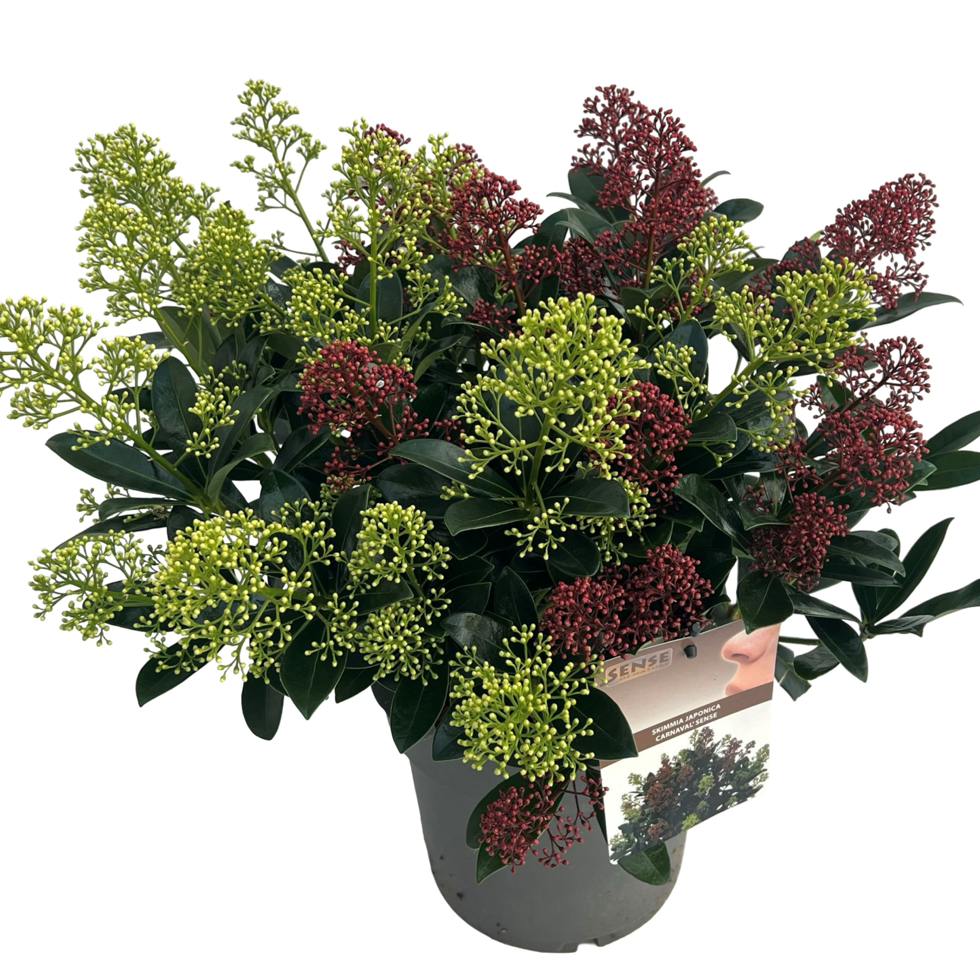 Skimmia jap. 'Carnaval' sense, D 23 cm