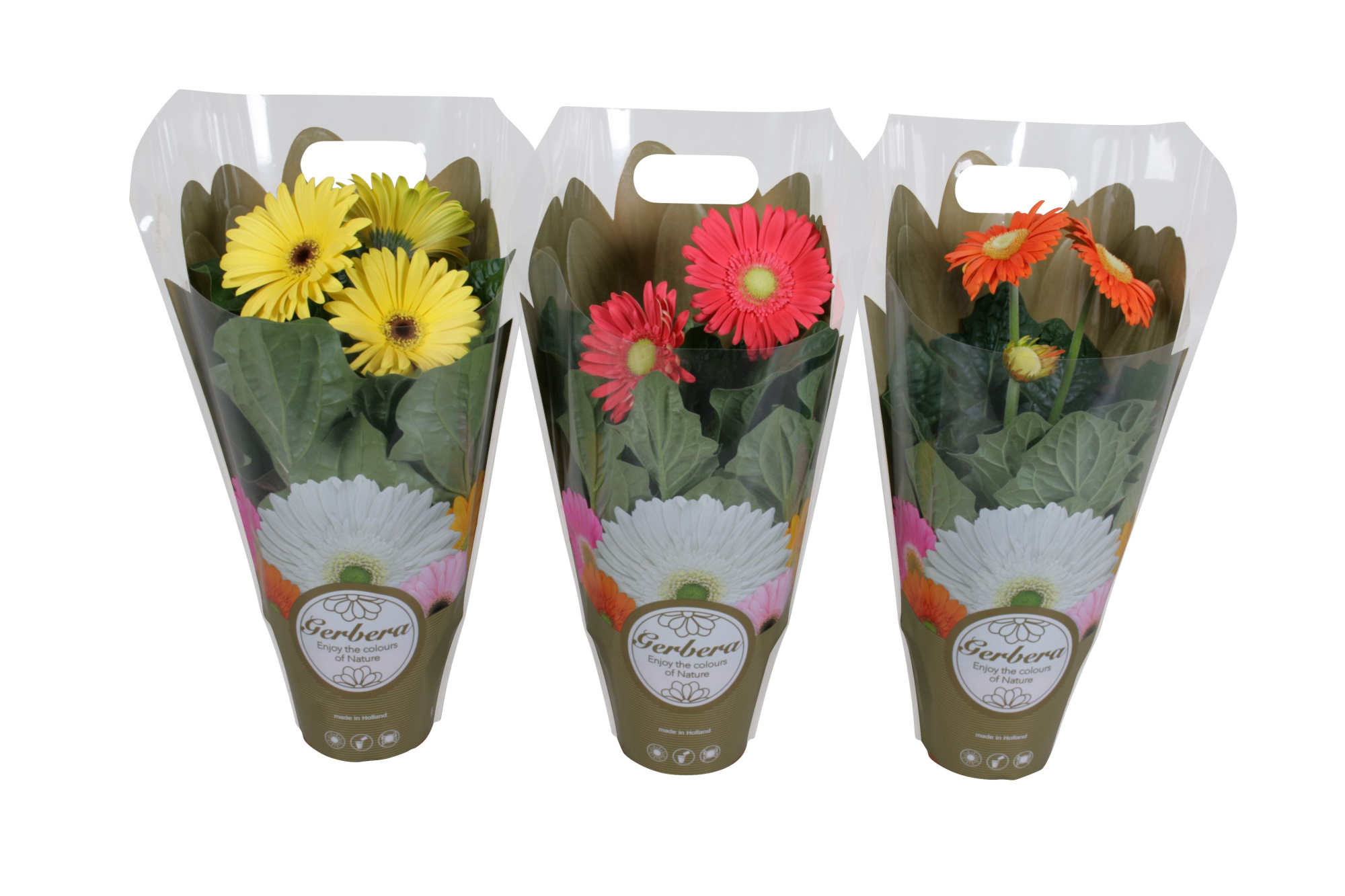 Gerbera belicht 12cm in exclusive carry bag, D 12 cm