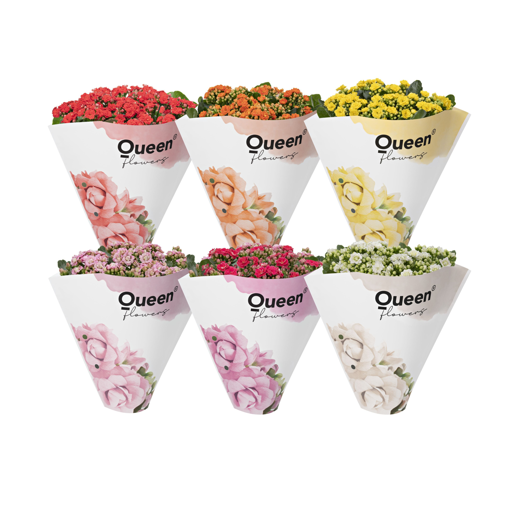 KALANCHOE ARTS-HYBRID 'ROSEFLOWERS MIX', D 13 cm