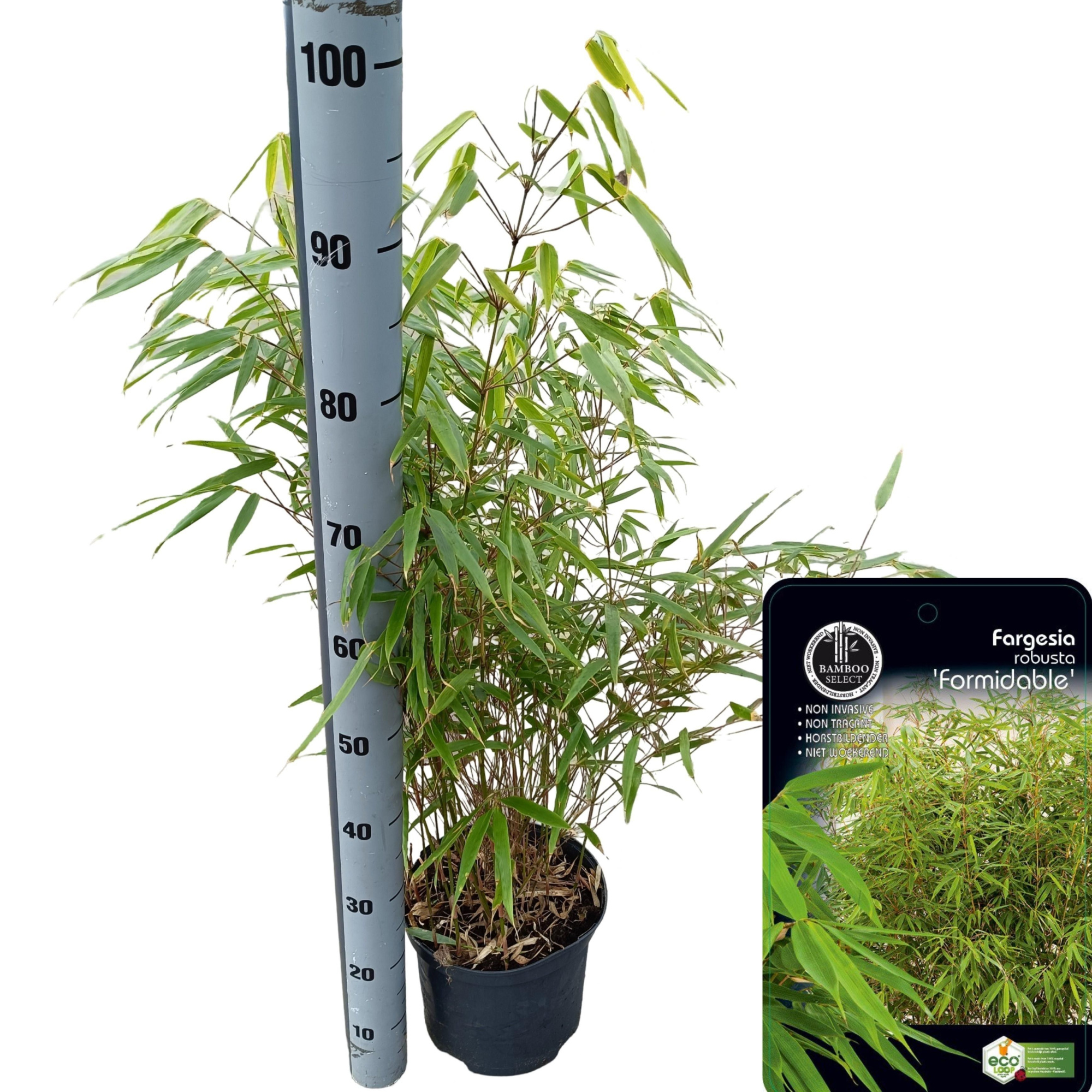 Fargesia robusta 'Formidable', D 23 cm