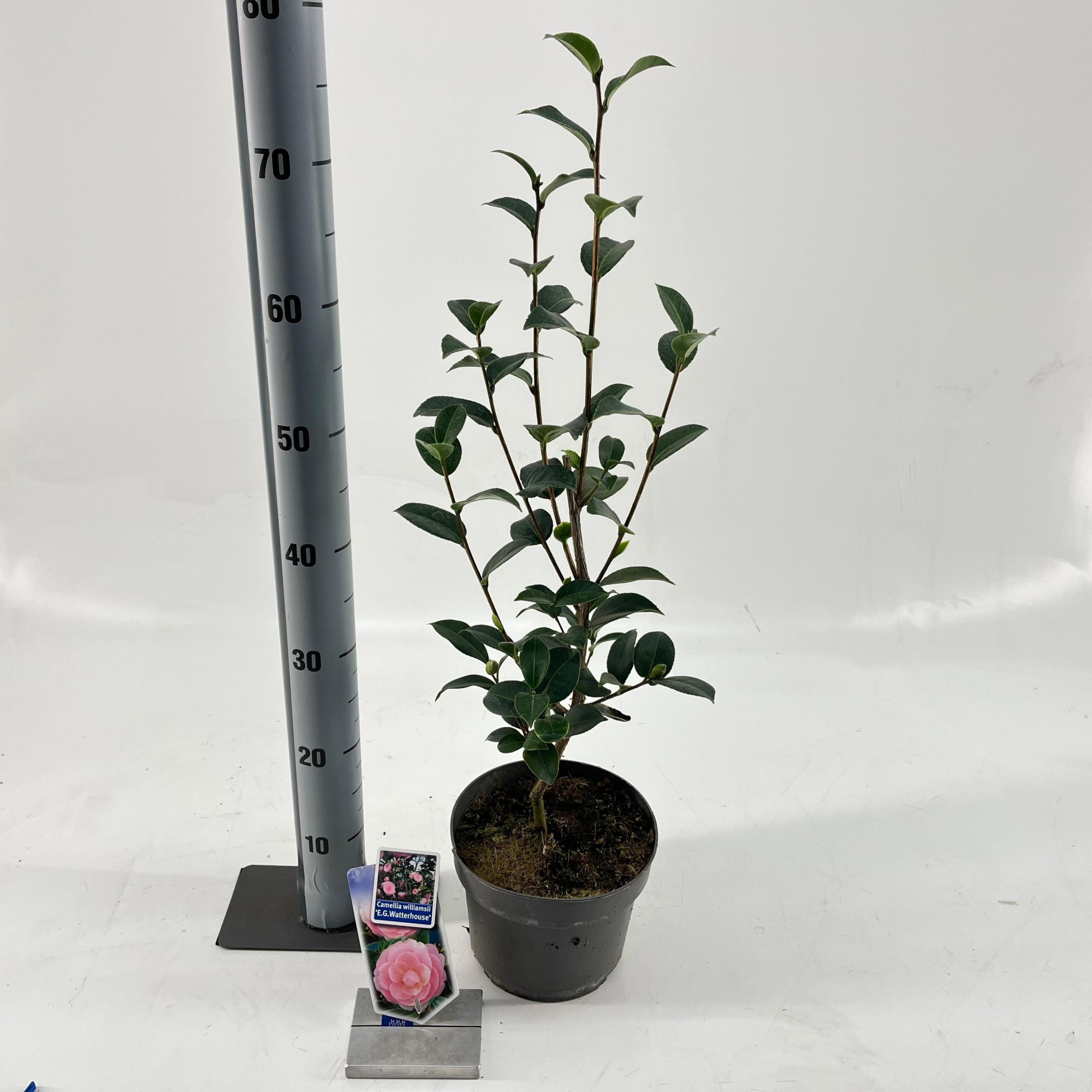 Camellia williamsii 'E.G. Waterhouse', D 19 cm