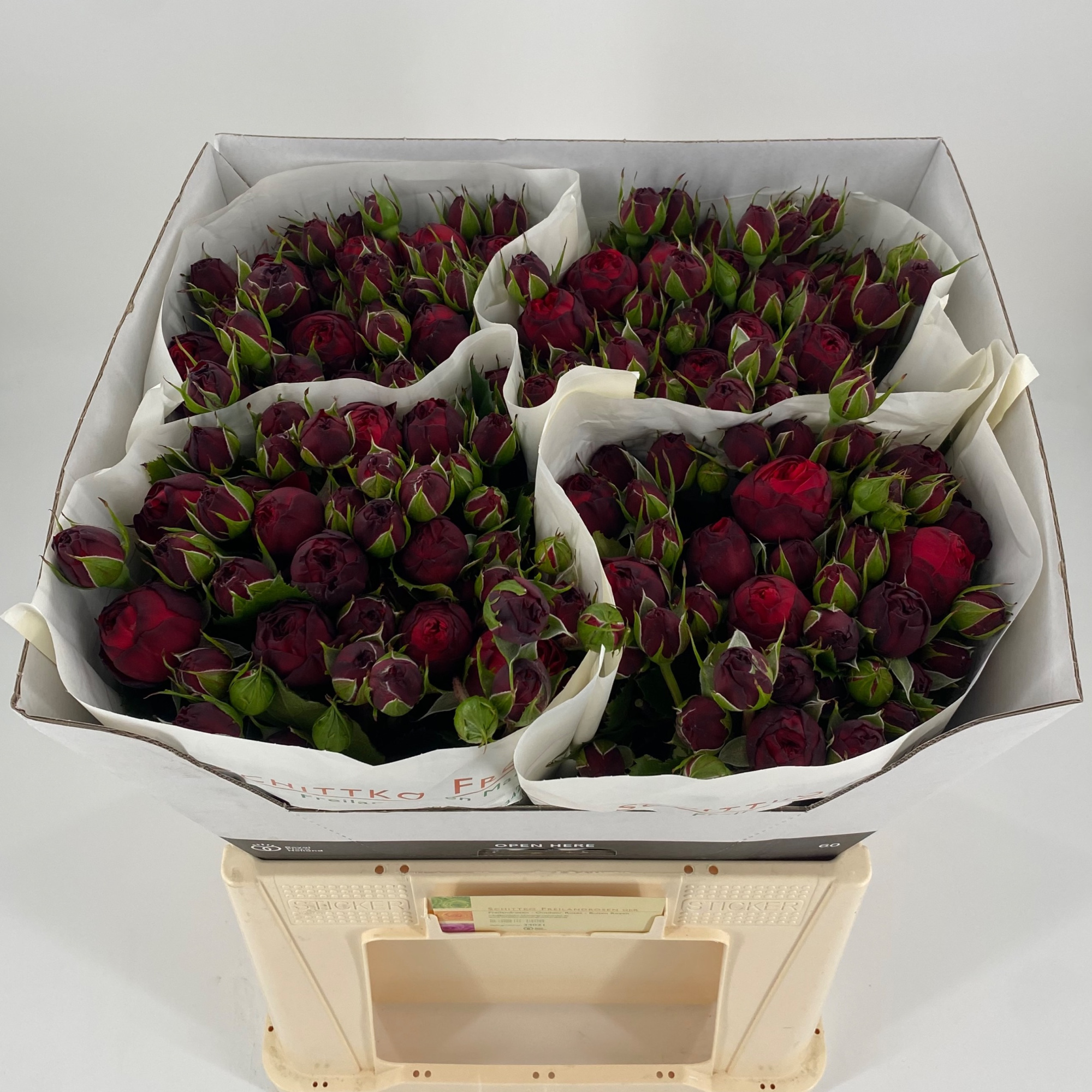 Роза куст. Пиано Фрайлэнд 60, шт.