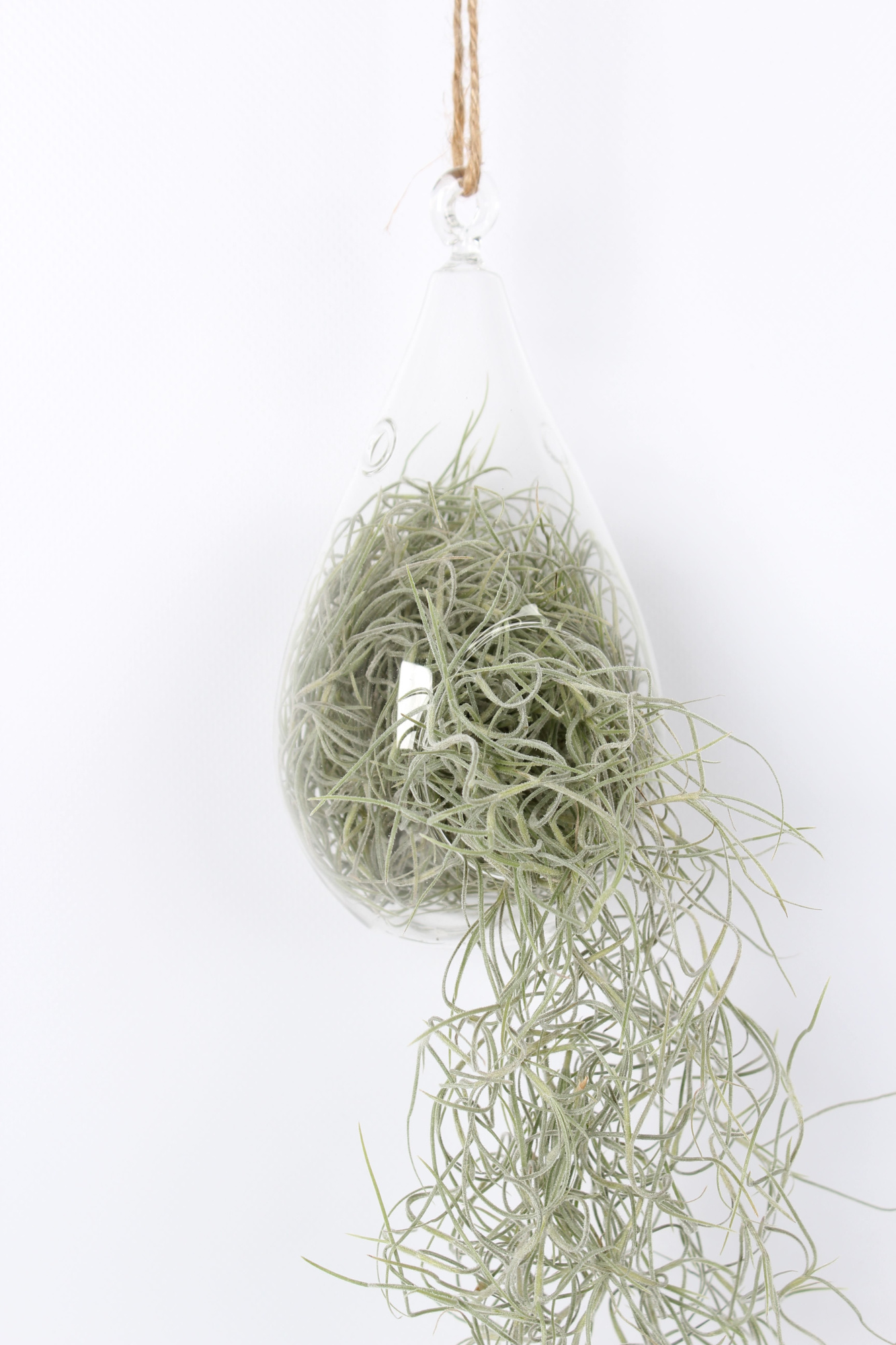 Tillandsia in ovaal glas, D 40 cm