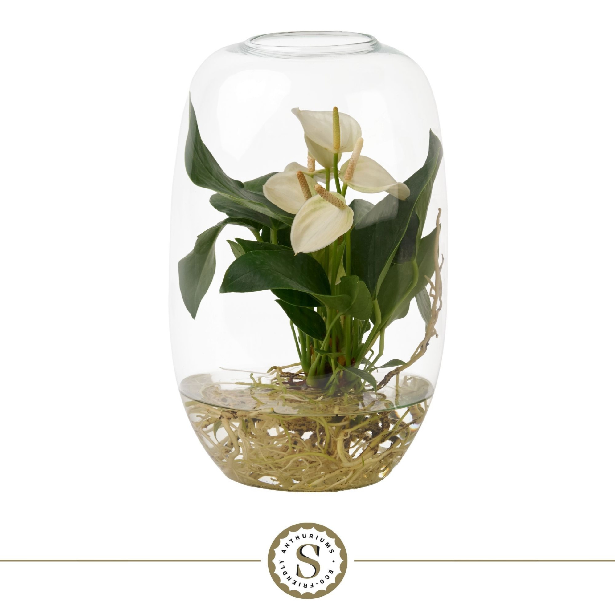 Aqua Roots Atlantis White, D 9