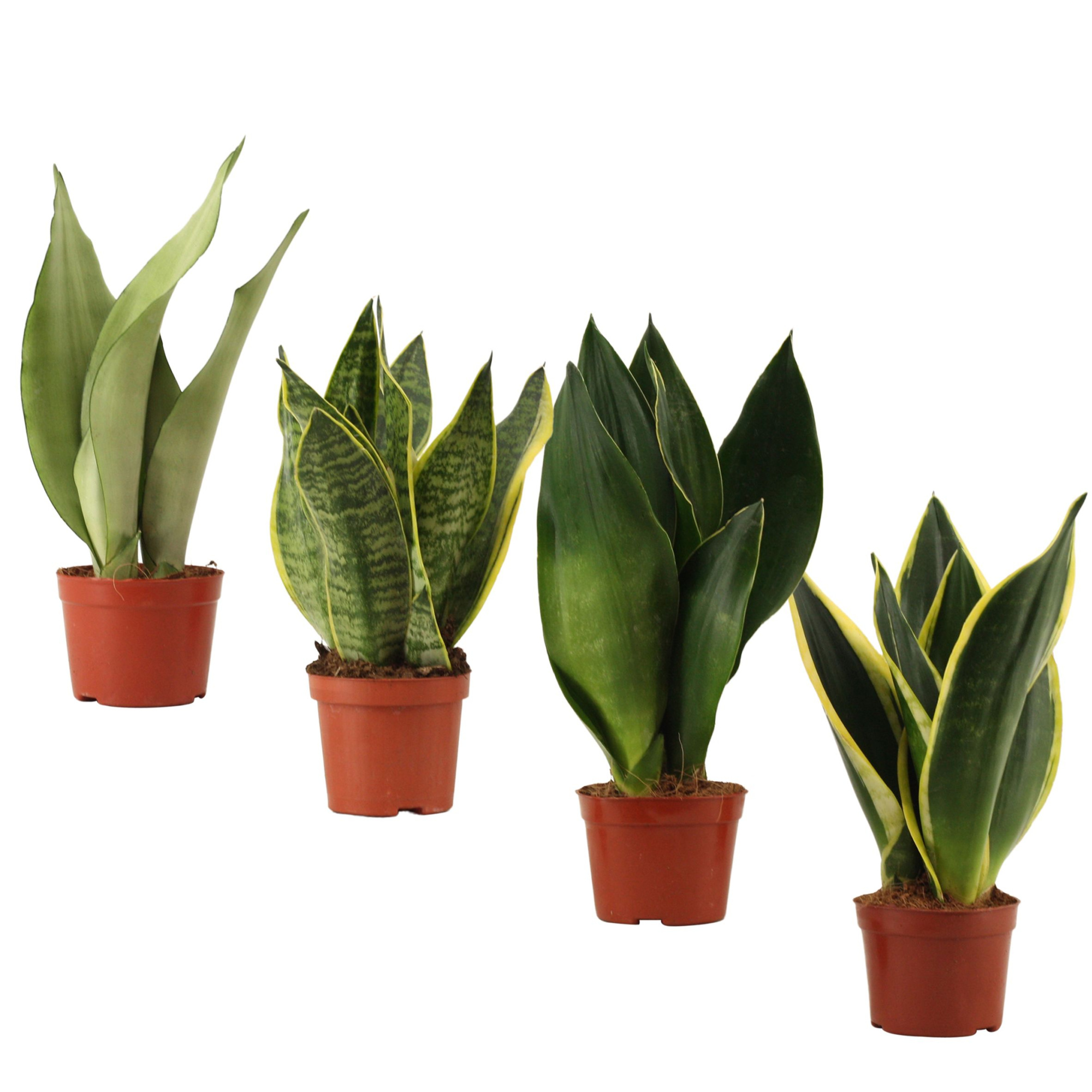 Sansevieria Super mix 9 cm, D 9 cm
