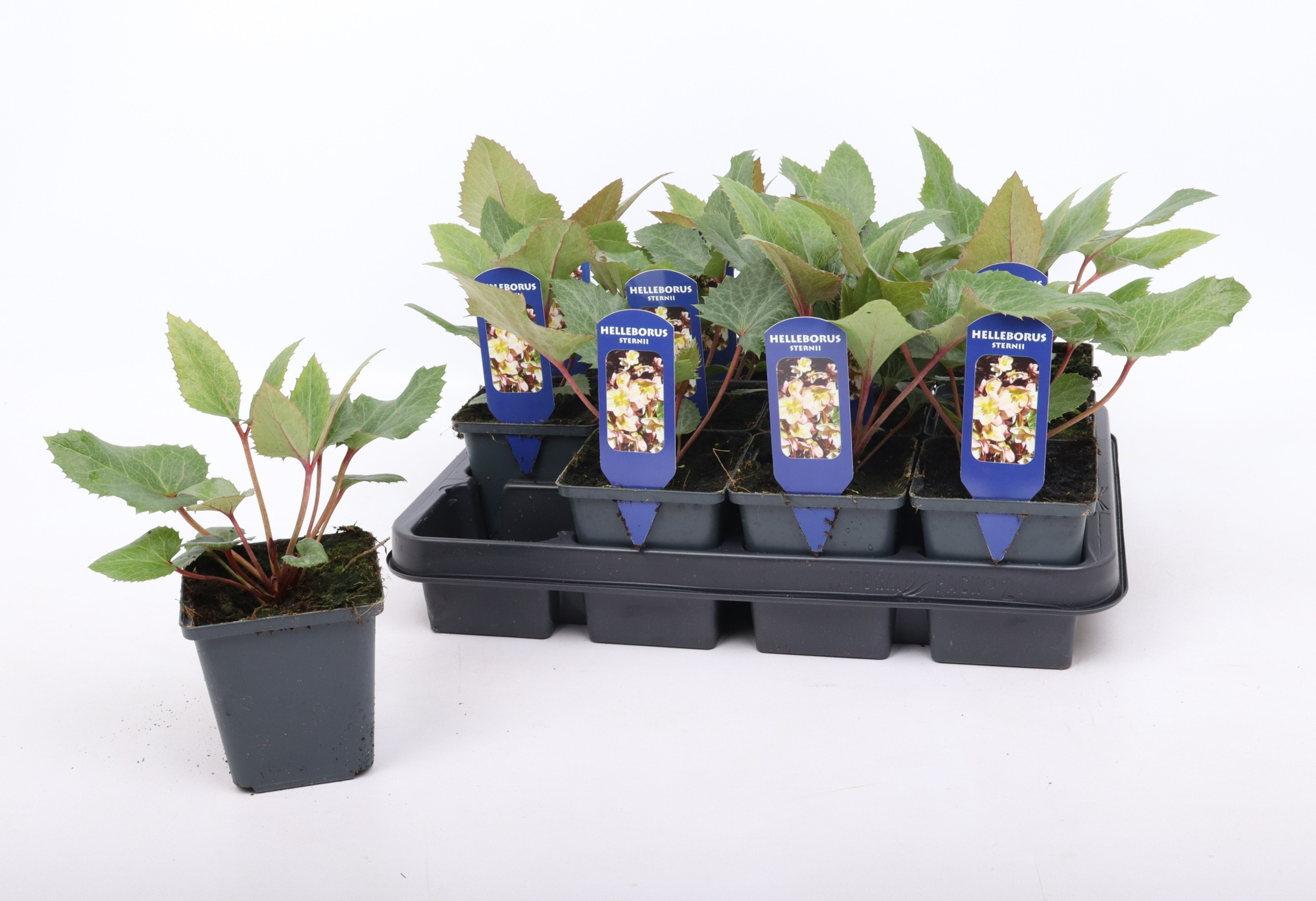 Helleborus sternii 9 cm, D 9 cm