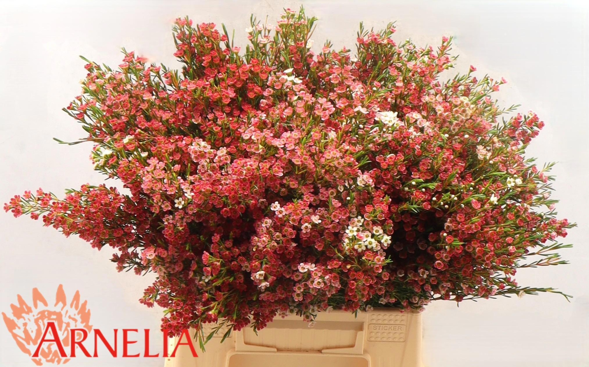 Шамелациум Май Свит Сикстин 40, шт.