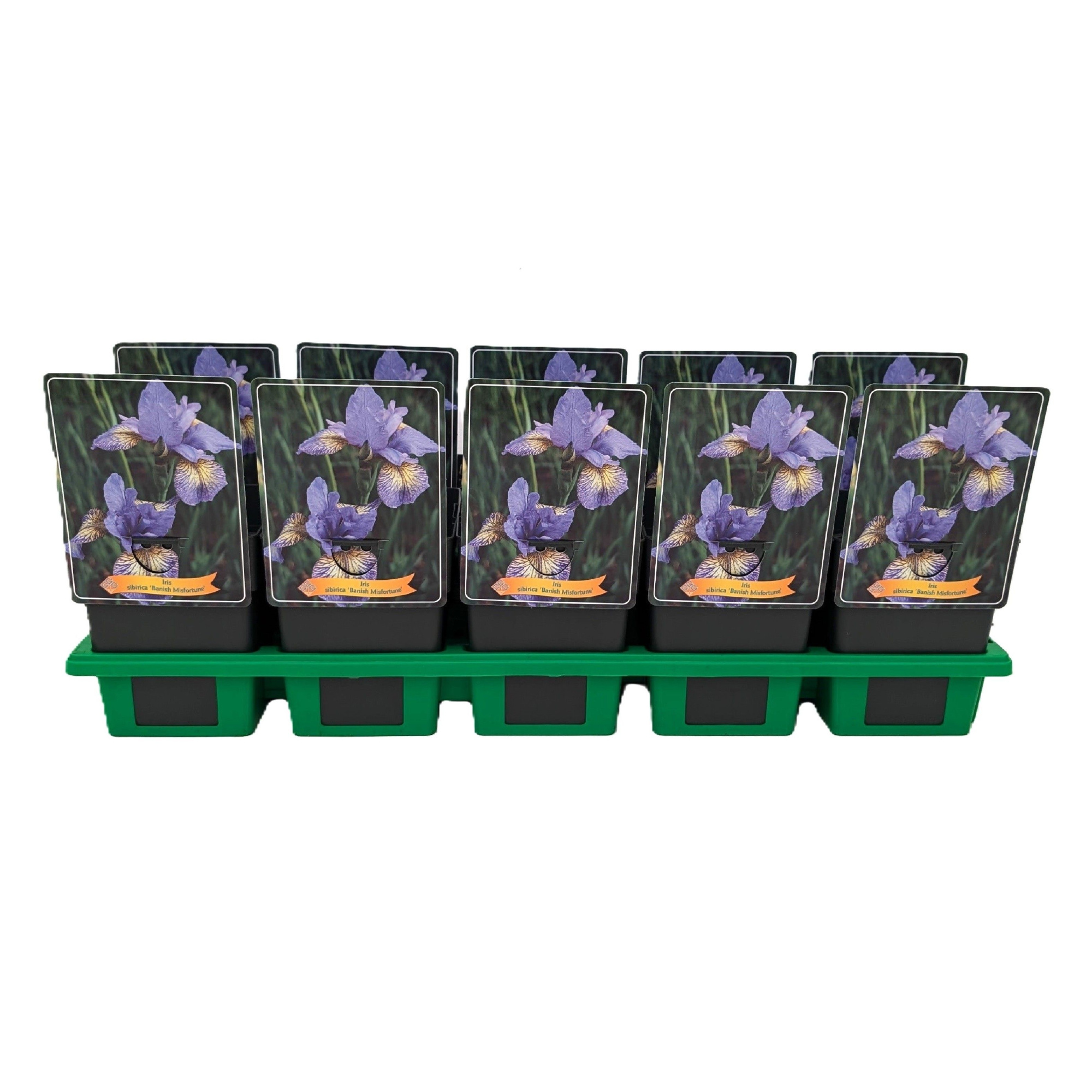 Iris Sibirica 'Banish Misfortune' P11, D 11 cm