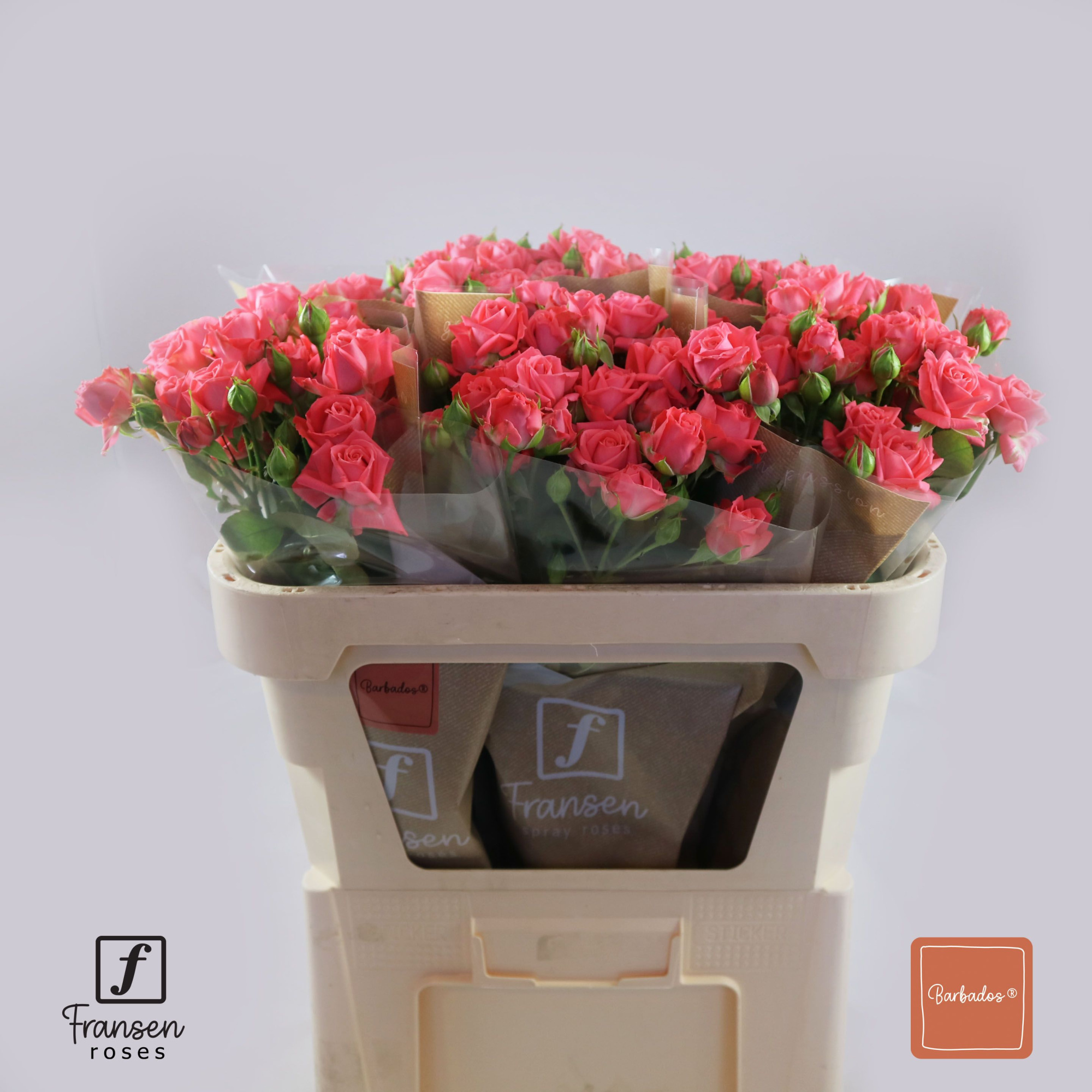 Роза куст. Барбадос 70, шт.