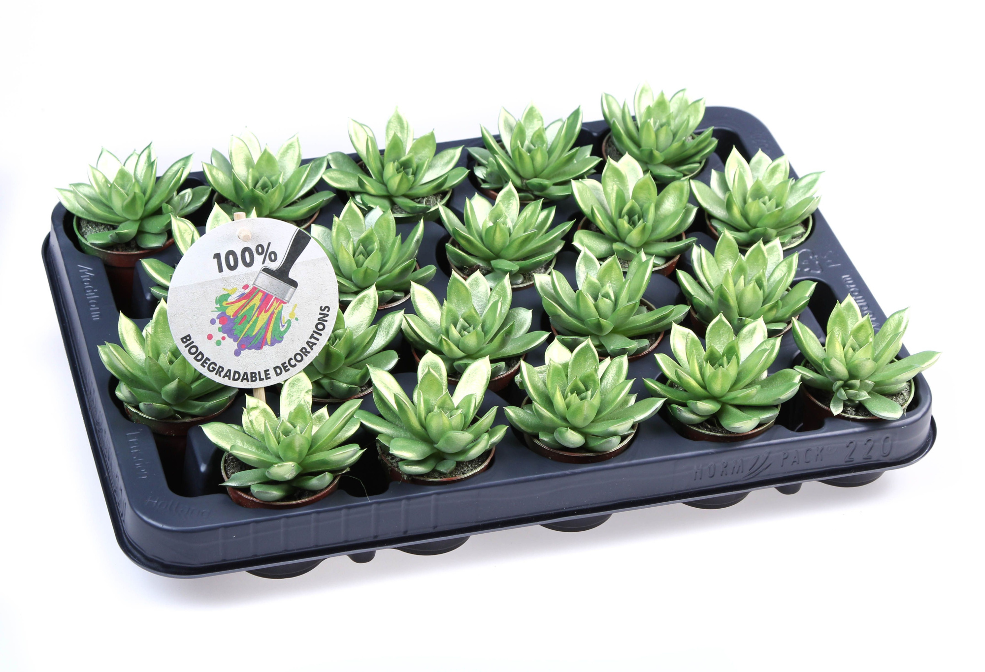 Rainbow Metallic green, D 5,5 cm