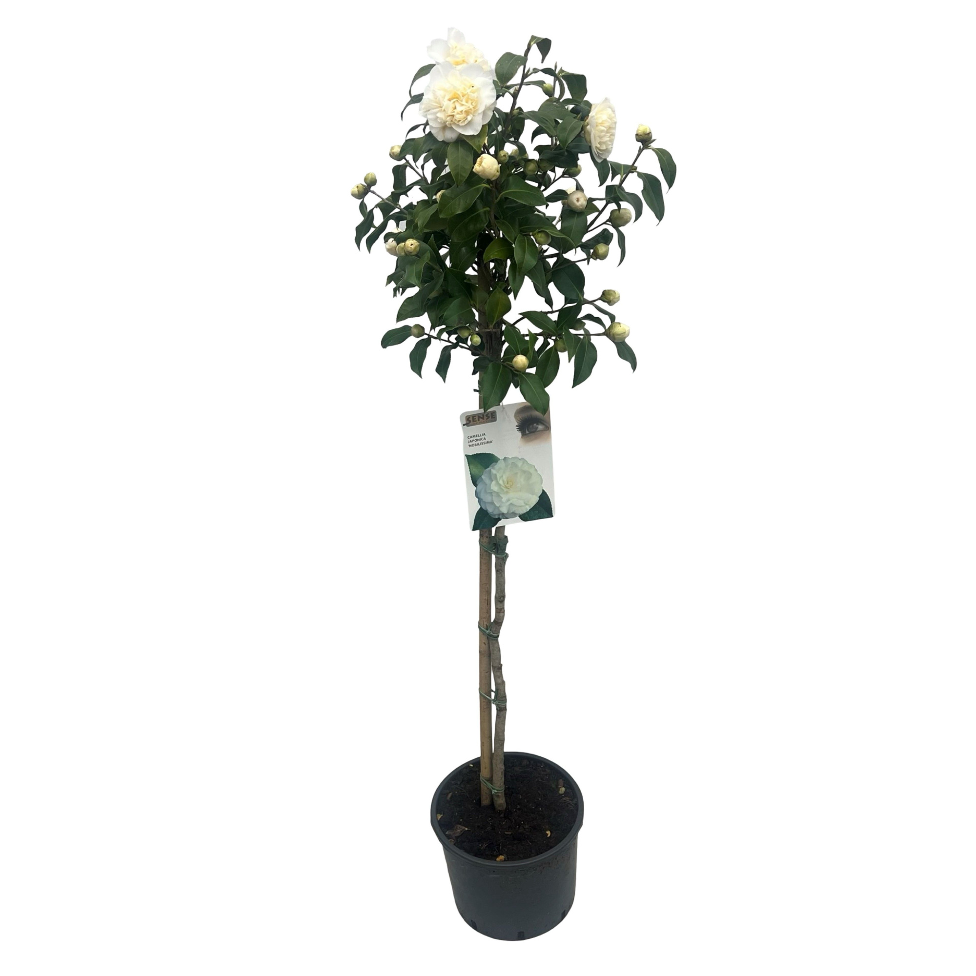 Camellia 'Nobilissima' stam 90 cm, D 27 cm