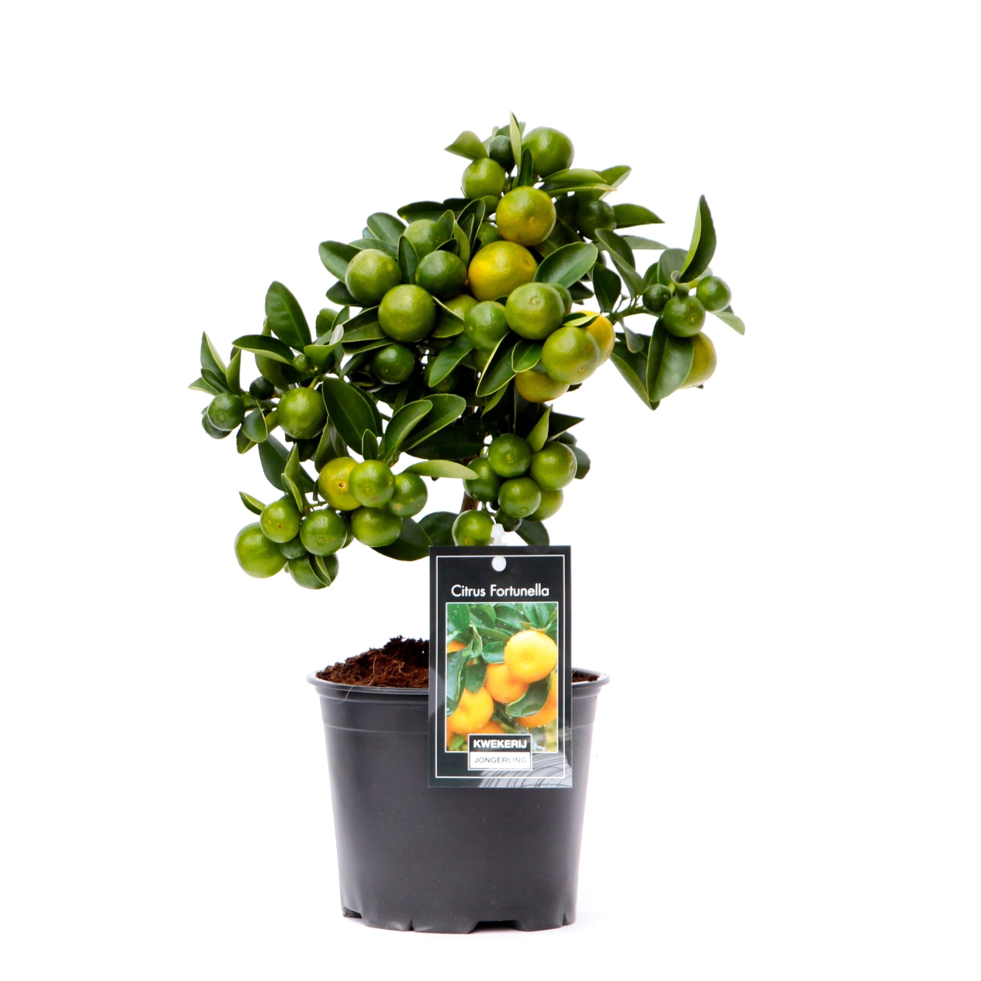 Citrus Calamondin op stam, D 12