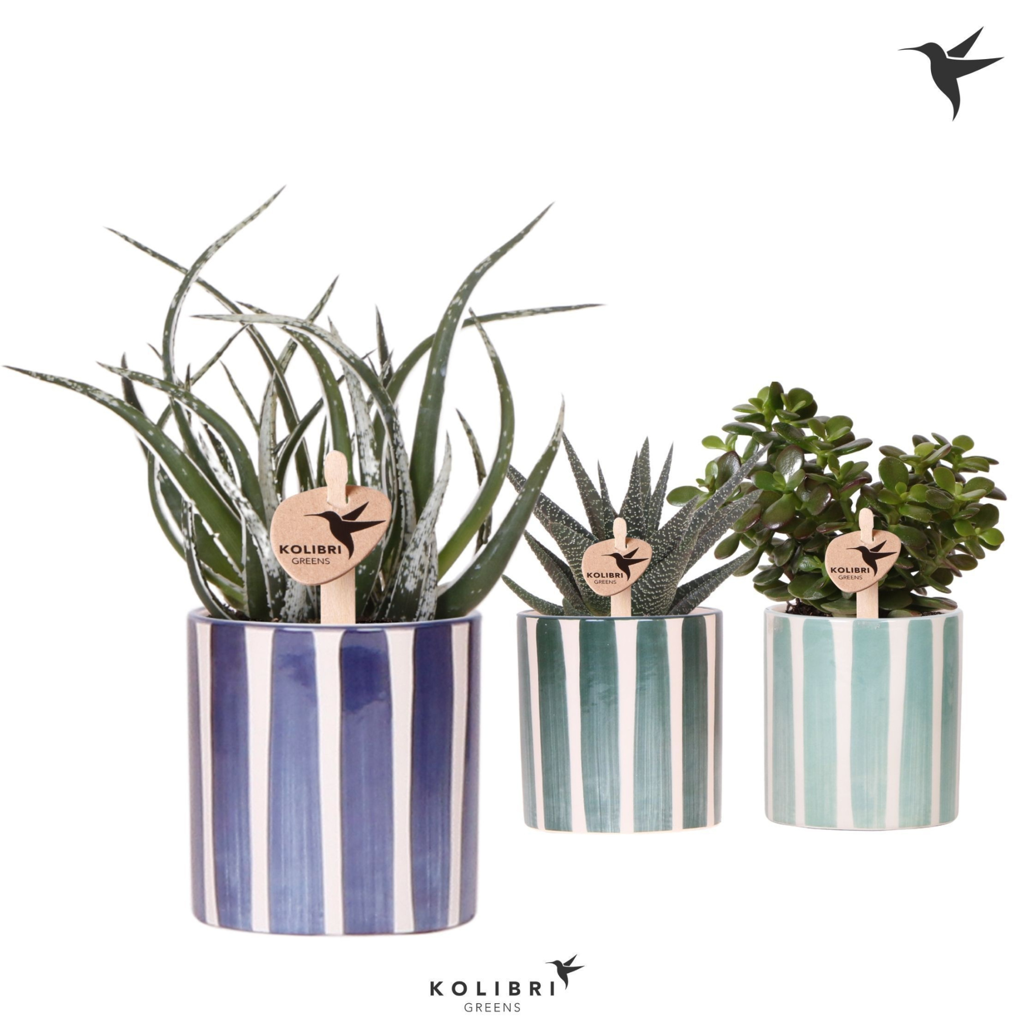 Kolibri Greens Succulenten mix in Painted Stripe pot blue mix, D 9 cm