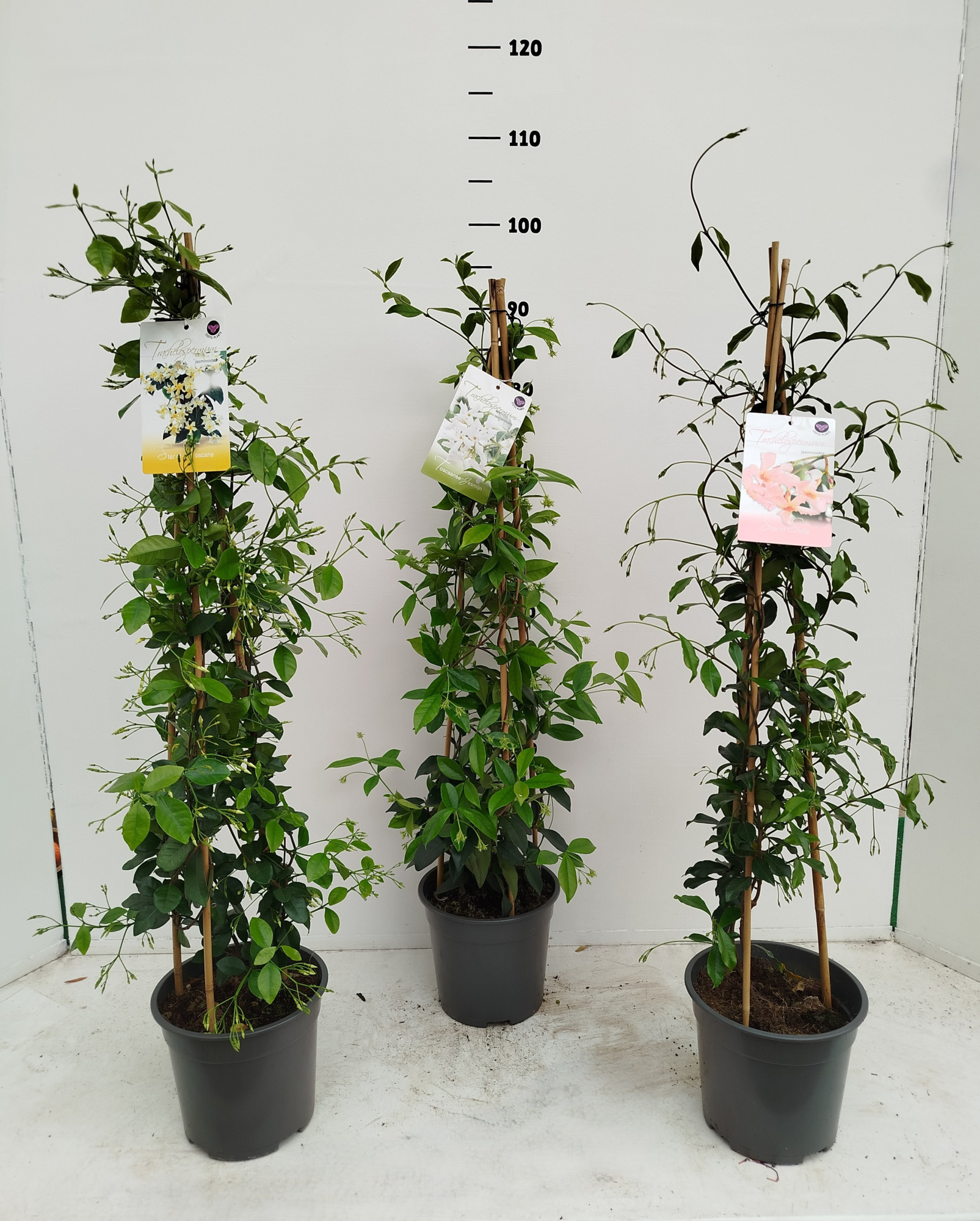 Trachelospermum jasminoides in 3 kleuren, D 19