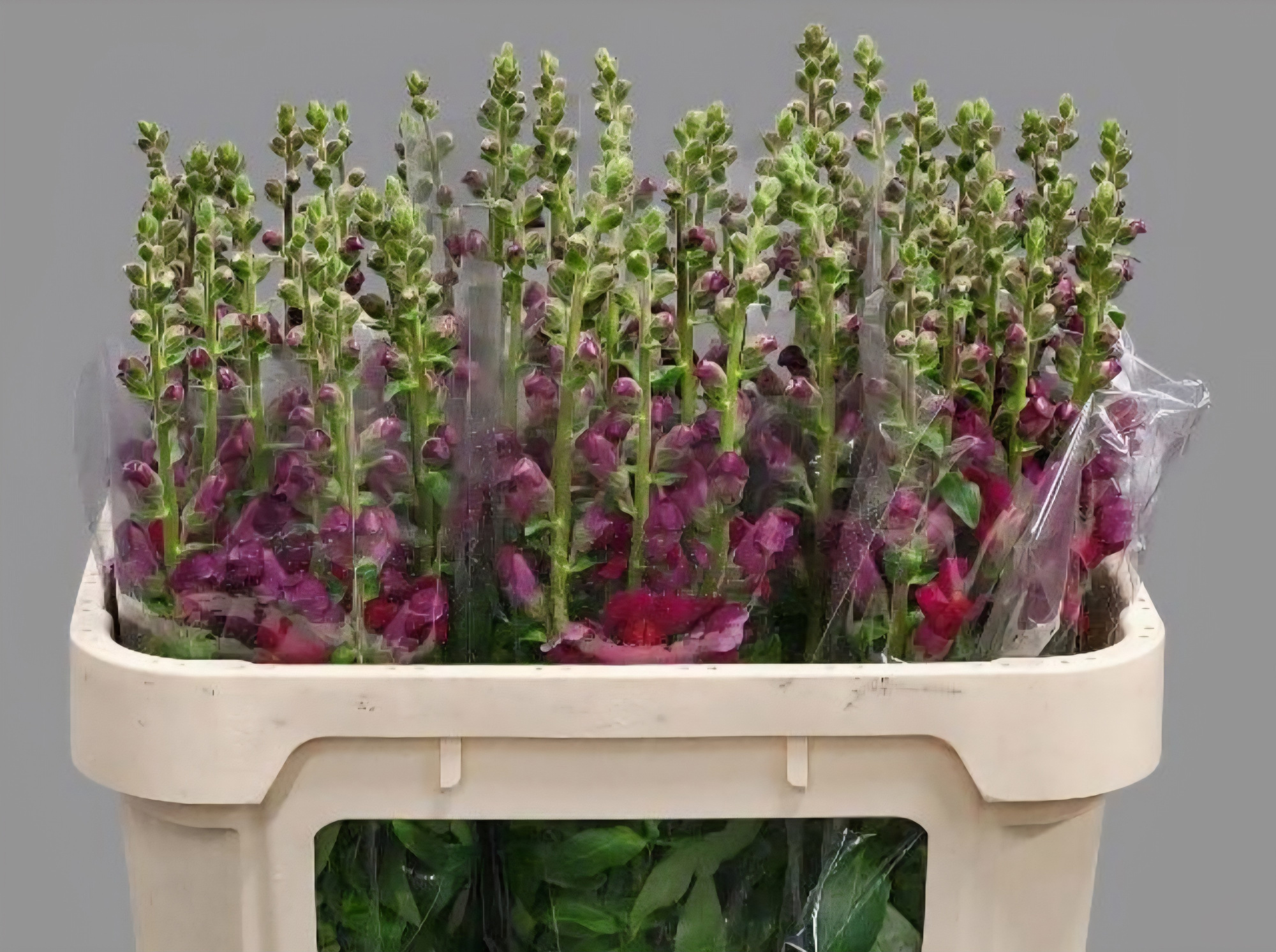 Антирринум Потомак Рэд, шт.