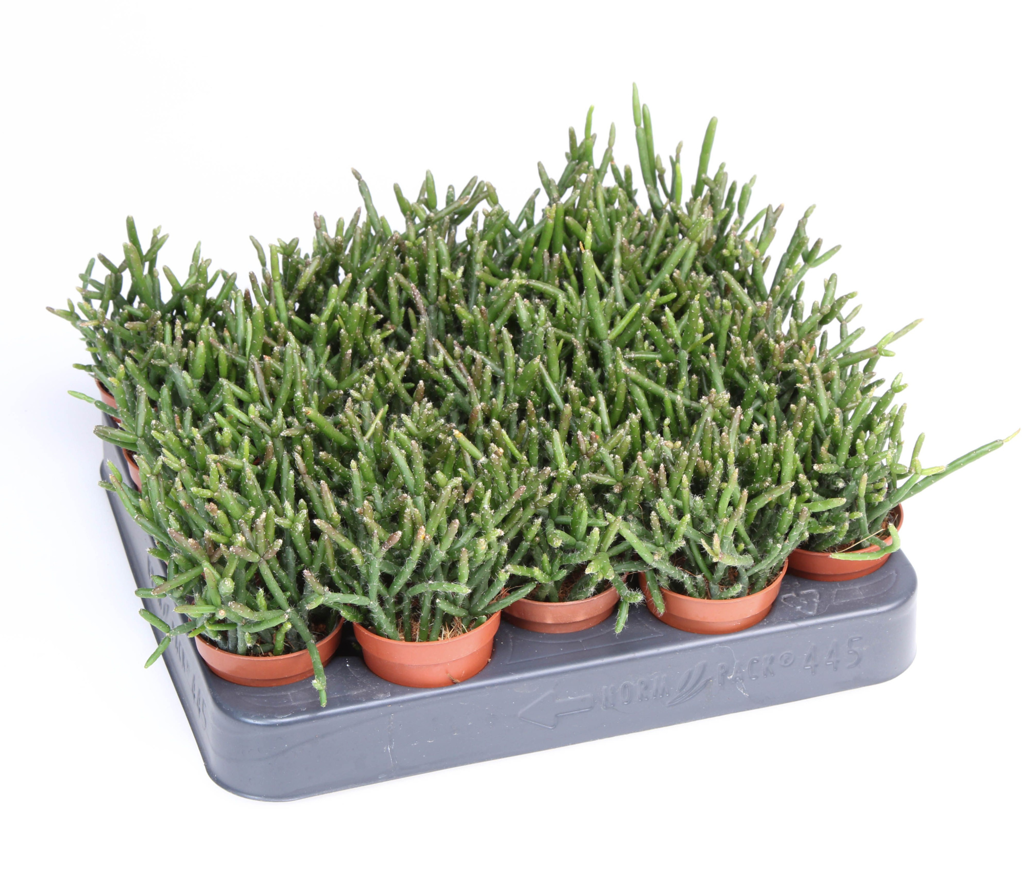 Rhipsalis burchellii, D 5,5