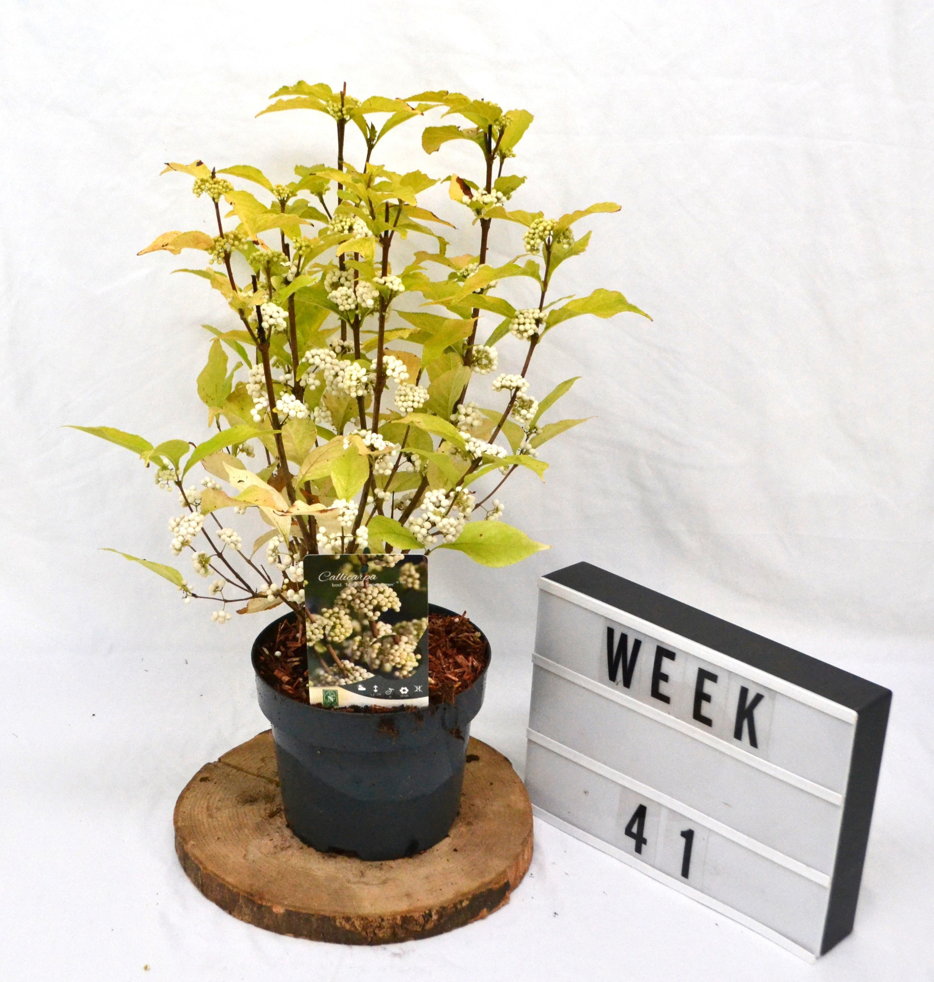 Callicarpa Bodinieri Magical Snowqueen, D 19 cm