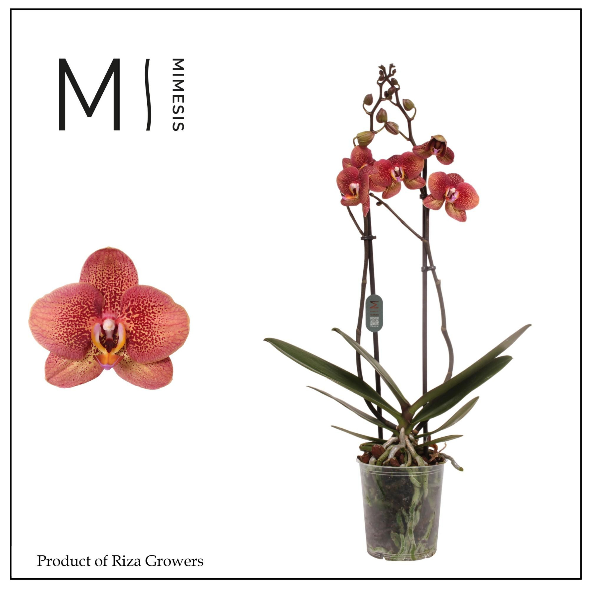 Phalaenopsis Toulon 2 spike - 12cm | Mimesis, D 12 cm